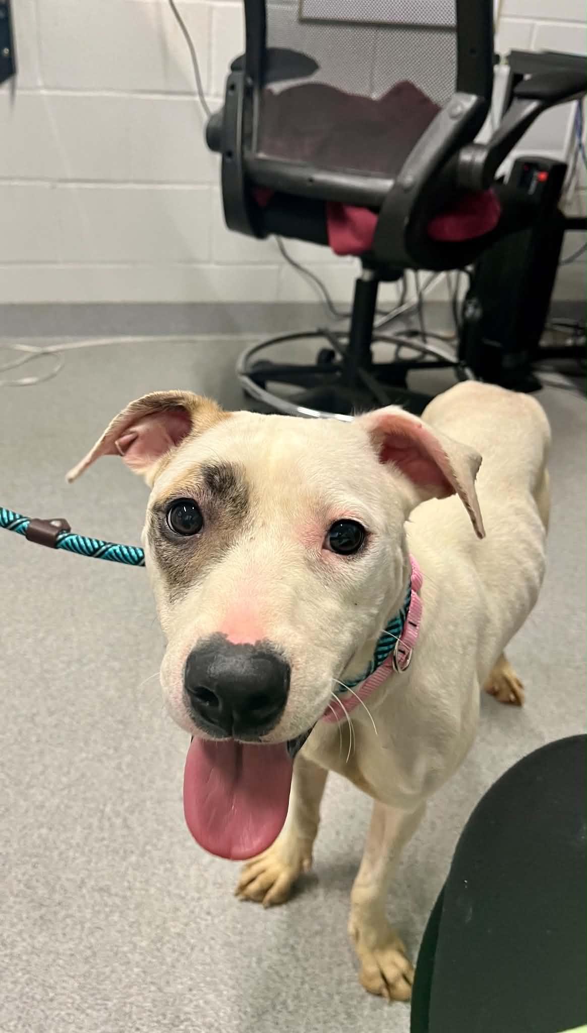 Chika, Adoptable, Young Female Mixed Breed.