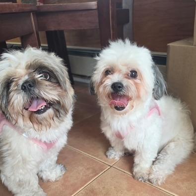 Enlarge Chloe, a Adoptable Maltese in Oceanside, NY image 1/1