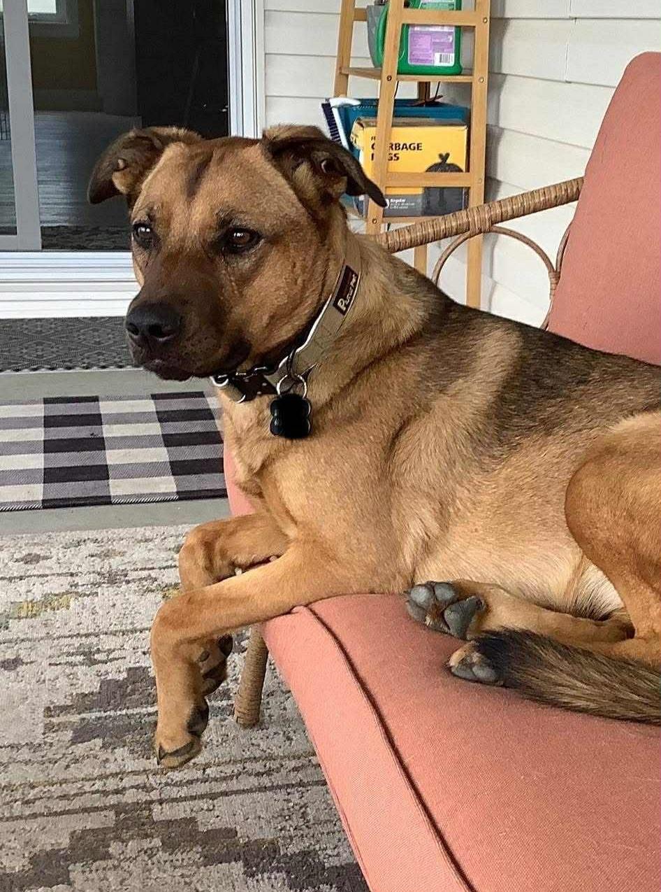 Gabby, Adoptable, Young Female Shepherd.