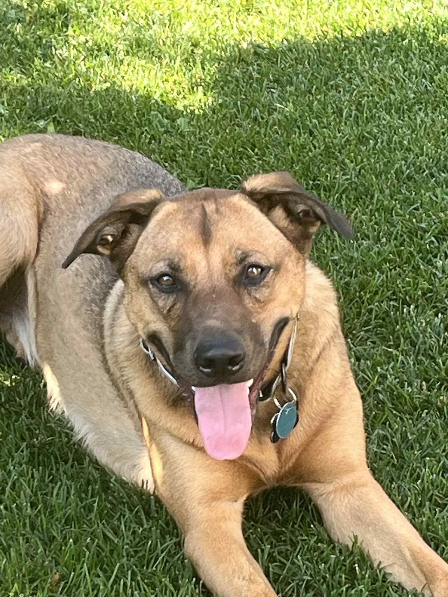 Enlarge Gabby, a Adoptable mixed breed in Dunmore, AB image 2/3