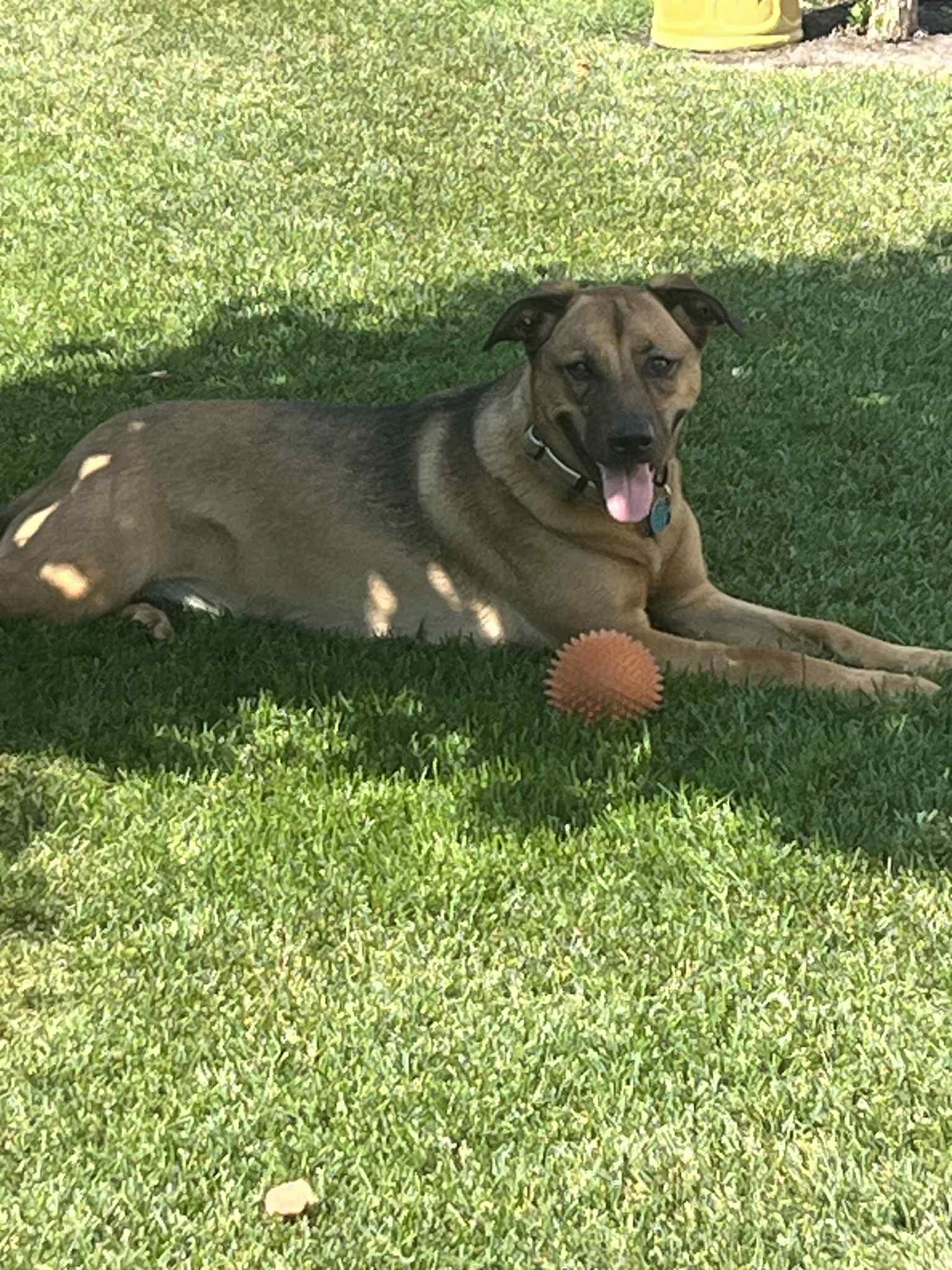 Enlarge Gabby, a Adoptable mixed breed in Dunmore, AB image 3/3