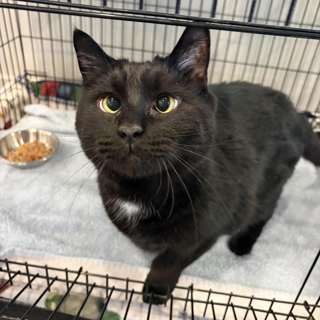 Enlarge Vader, a Adoptable mixed breed in Louisville, KY image 1/3