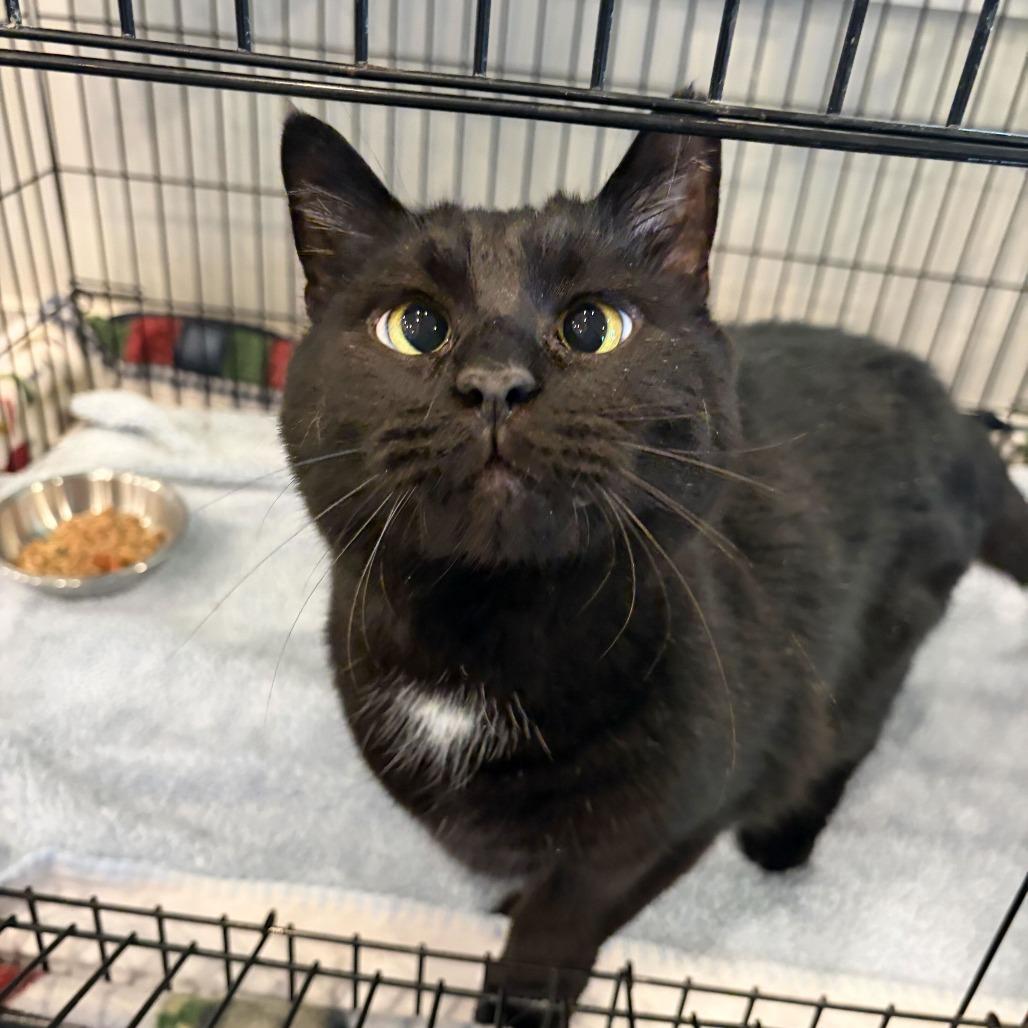 Enlarge Vader, a Adoptable mixed breed in Louisville, KY image 2/3