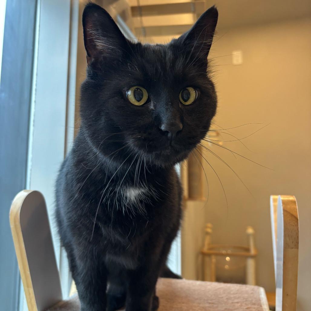 Enlarge Vader, a Adoptable mixed breed in Louisville, KY image 3/3