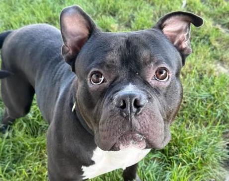 Ezekiel aka Zeke, Adoptable, Young Male French Bulldog.