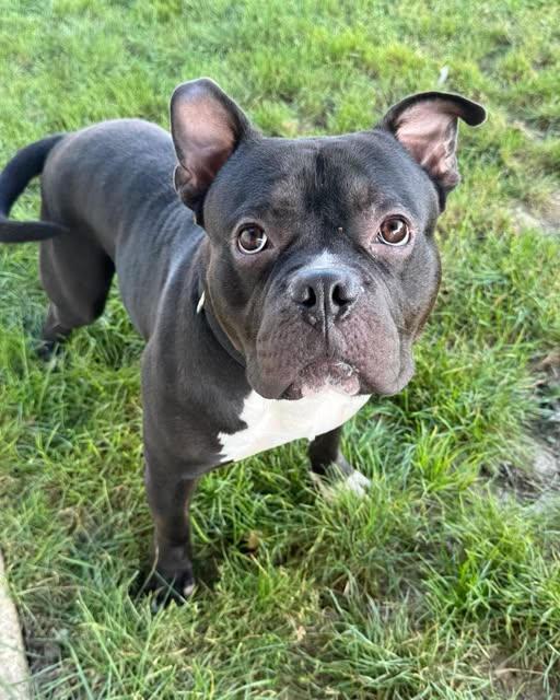 Enlarge Ezekiel aka Zeke, a Adoptable mixed breed in Euclid, OH image 2/2
