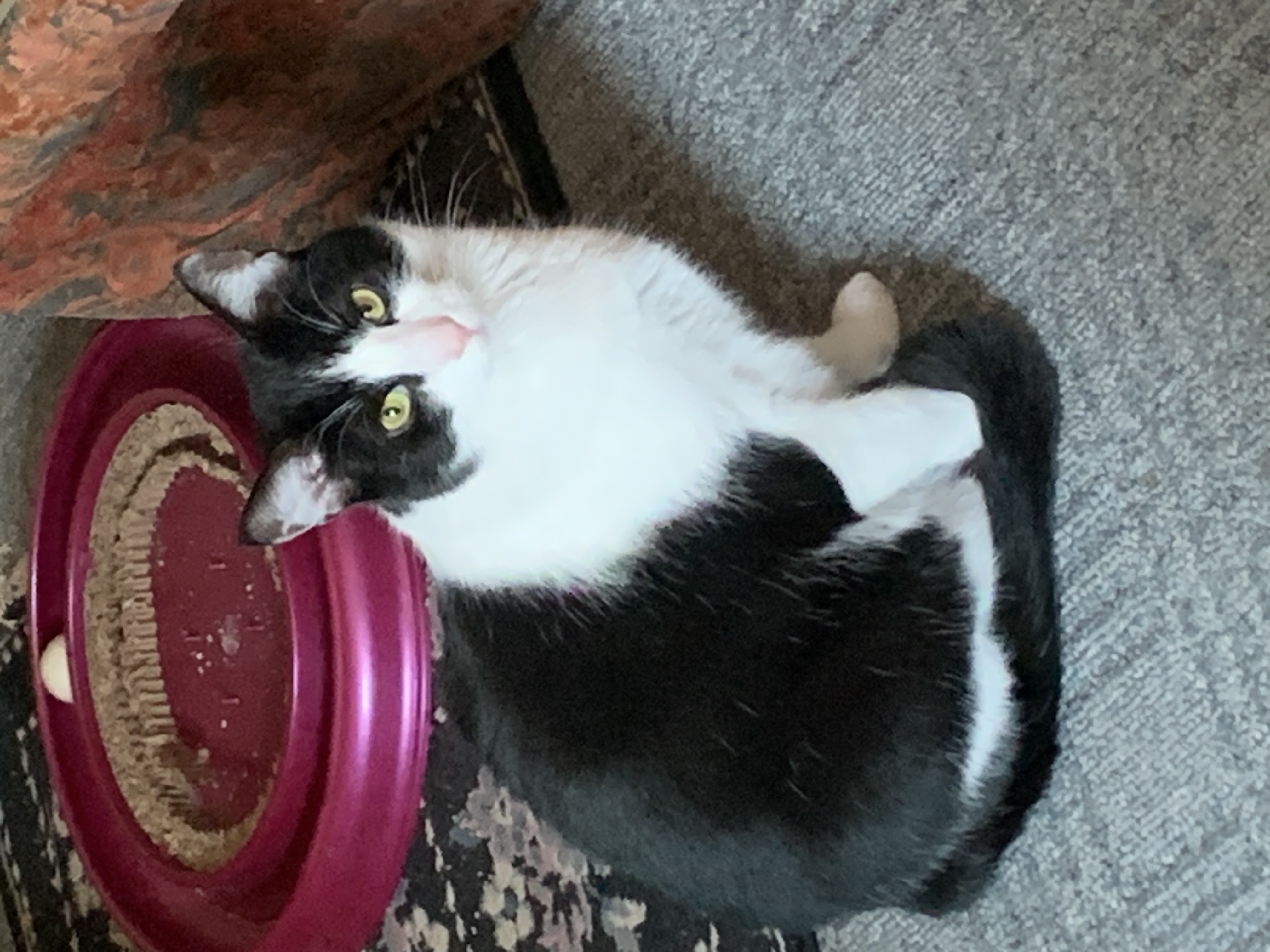 Hubs, a Adoptable mixed breed in Ambler, PA image 1/10