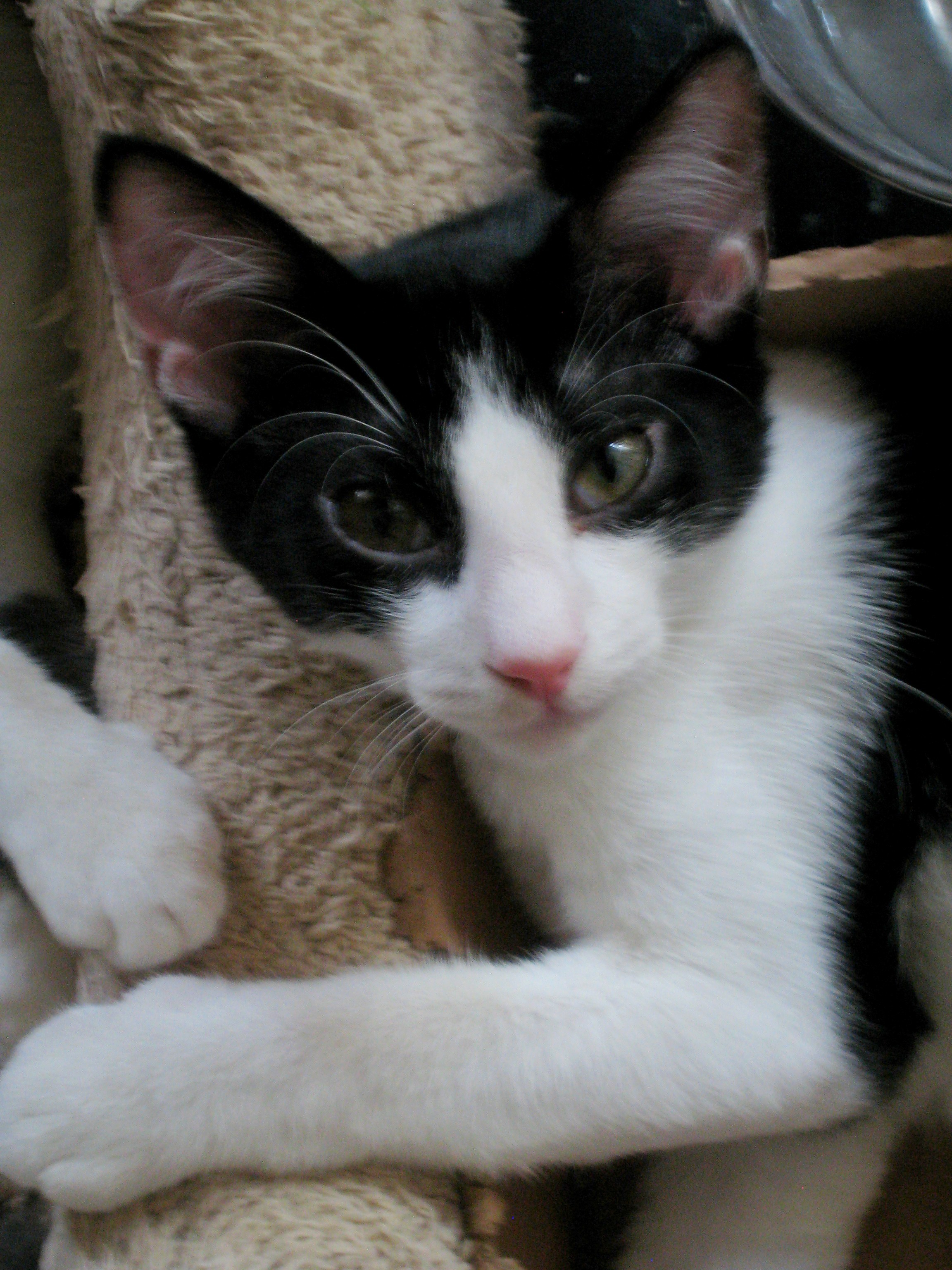 Hubs, a Adoptable mixed breed in Ambler, PA image 6/10