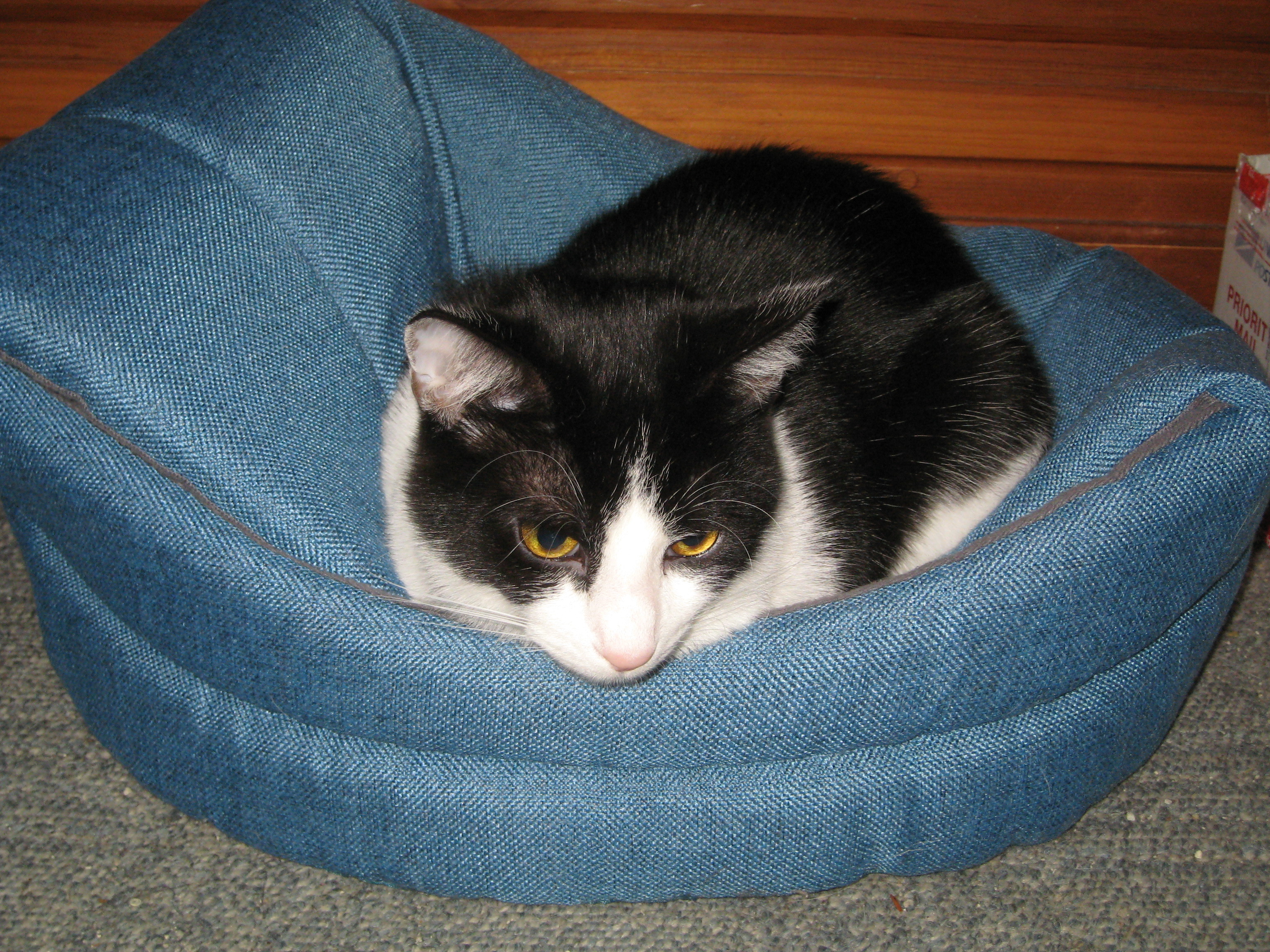 Enlarge Hubs, a Adoptable mixed breed in Ambler, PA image 7/10