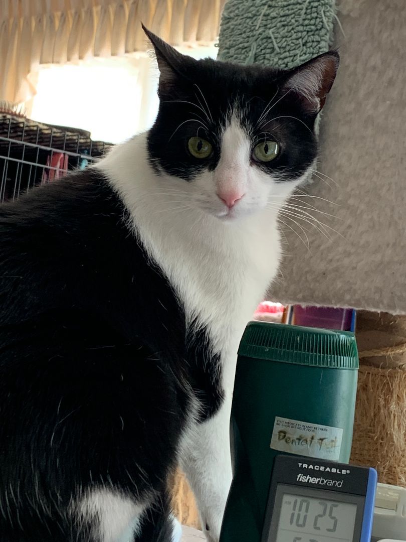 Enlarge Hubs, a Adoptable mixed breed in Ambler, PA image 8/10