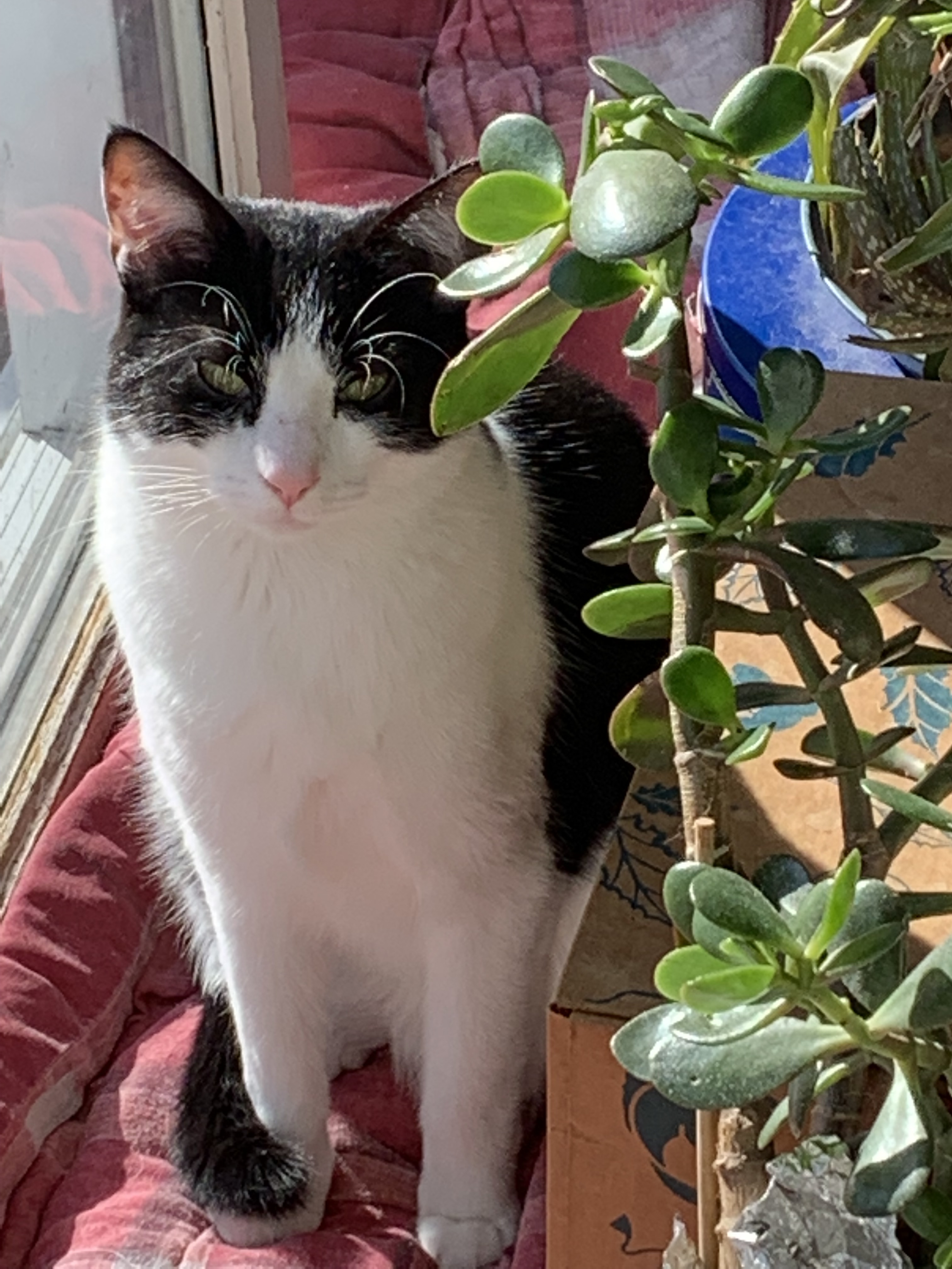 Enlarge Hubs, a Adoptable mixed breed in Ambler, PA image 9/10