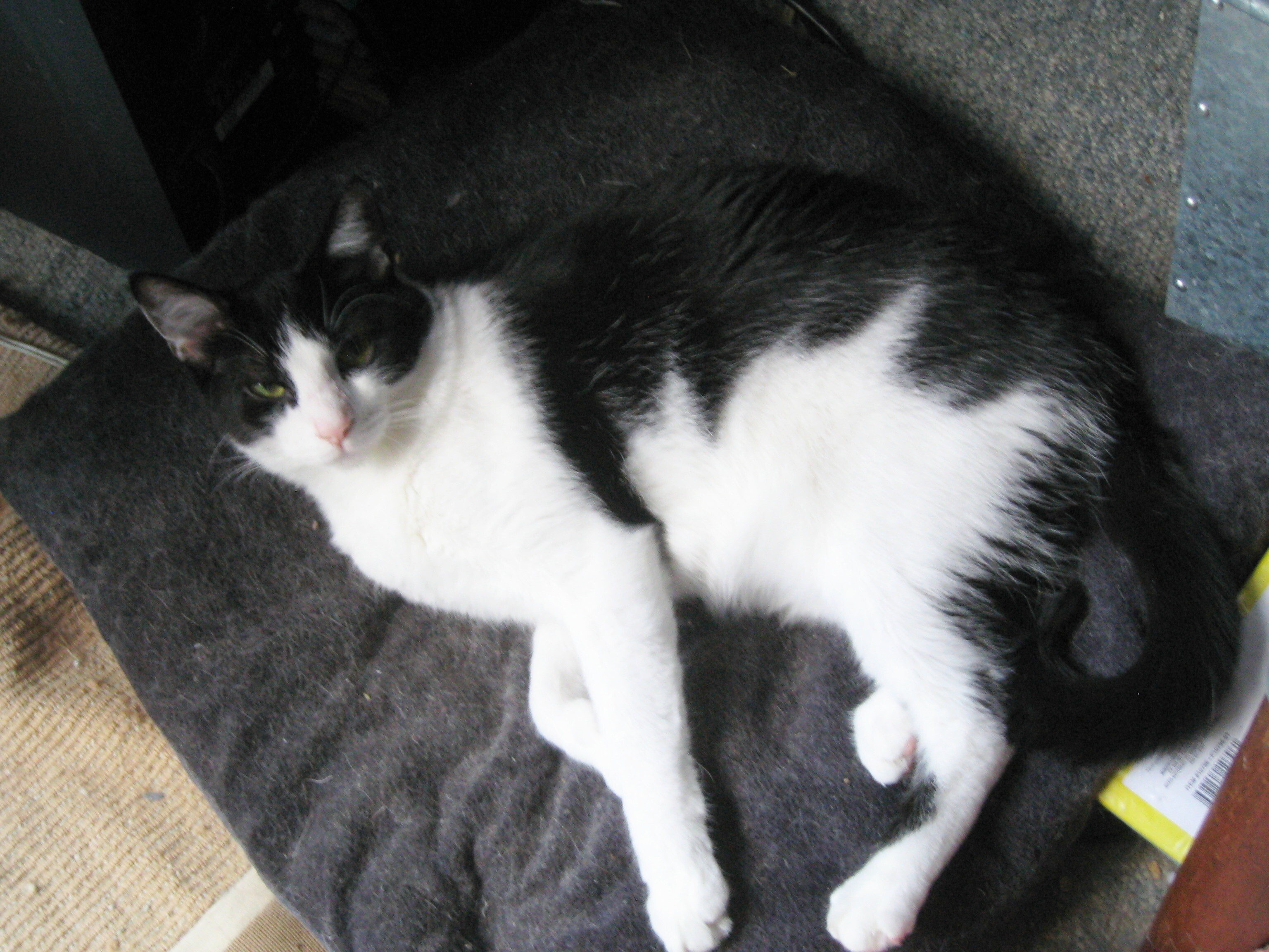 Enlarge Hubs, a Adoptable mixed breed in Ambler, PA image 10/10