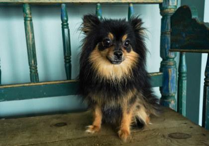 Enlarge Darma, a Adoptable mixed breed in San Antonio, TX image 1/1