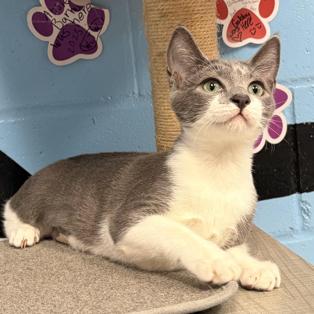 Ivan, Adoptable, Kitten Male Domestic Short Hair.