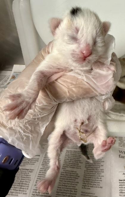 Nala, Adoptable, Adult Female Domestic Short Hair & Domestic Short Hair.