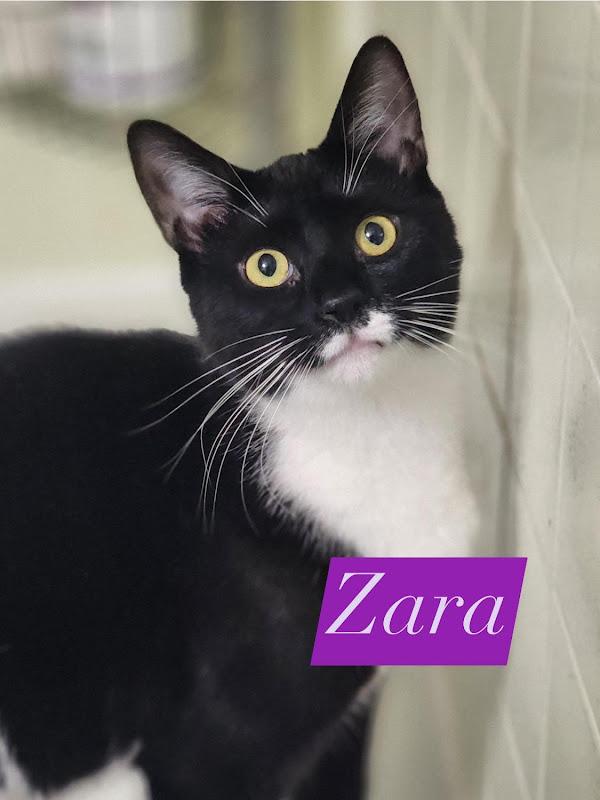 Zara, ADOPTABLE, Young Female Domestic Short Hair.