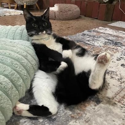 Zara, ADOPTABLE, Young Female Tuxedo & Domestic Short Hair.