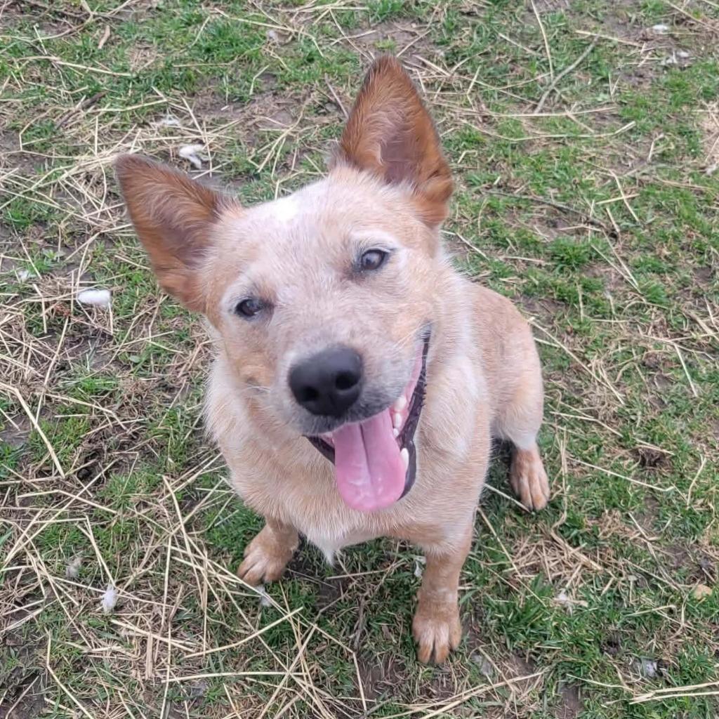 Enlarge Rachel, a Adoptable Australian Cattle Dog / Blue Heeler in sun prairie, WI image 1/3