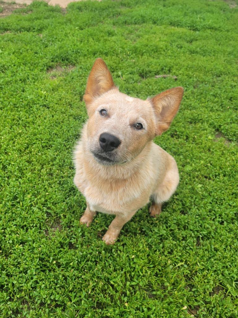 Enlarge Rachel, a Adoptable Australian Cattle Dog / Blue Heeler in sun prairie, WI image 2/3