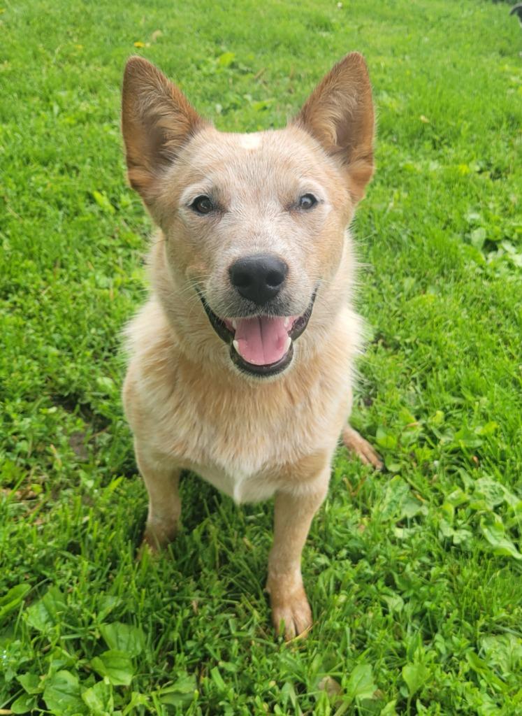 Enlarge Rachel, a Adoptable Australian Cattle Dog / Blue Heeler in sun prairie, WI image 3/3