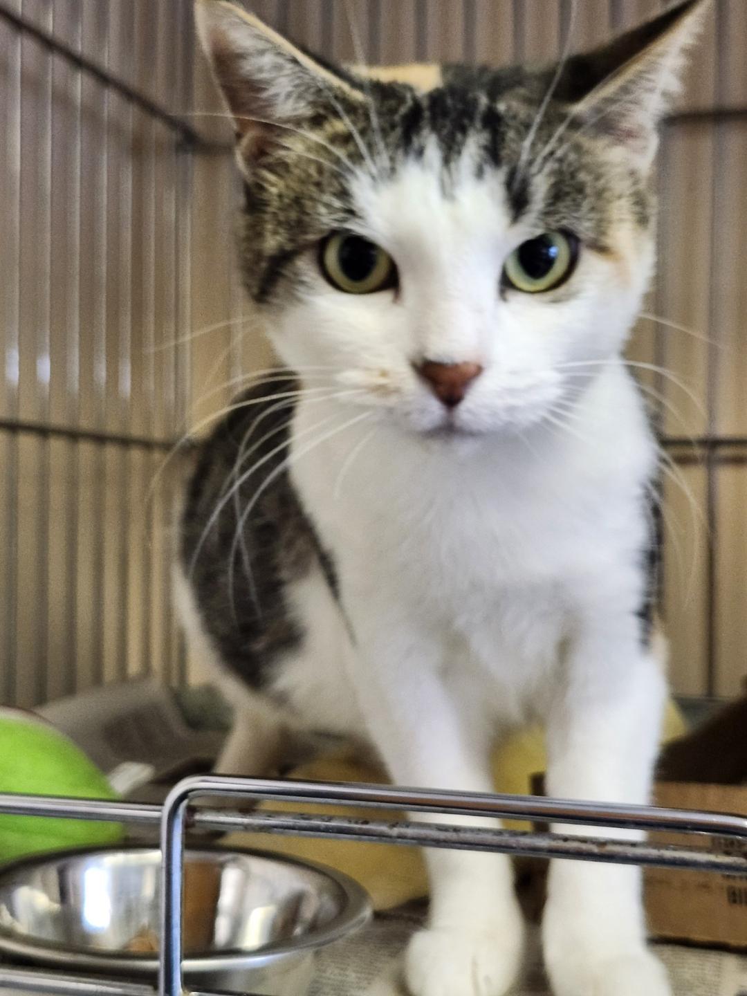 Chick Pea, a Adoptable Domestic Short Hair in Sayreville, NJ image 1/4