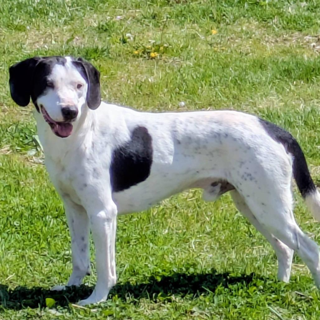 Legos, Adoptable, Adult Male Mixed Breed.
