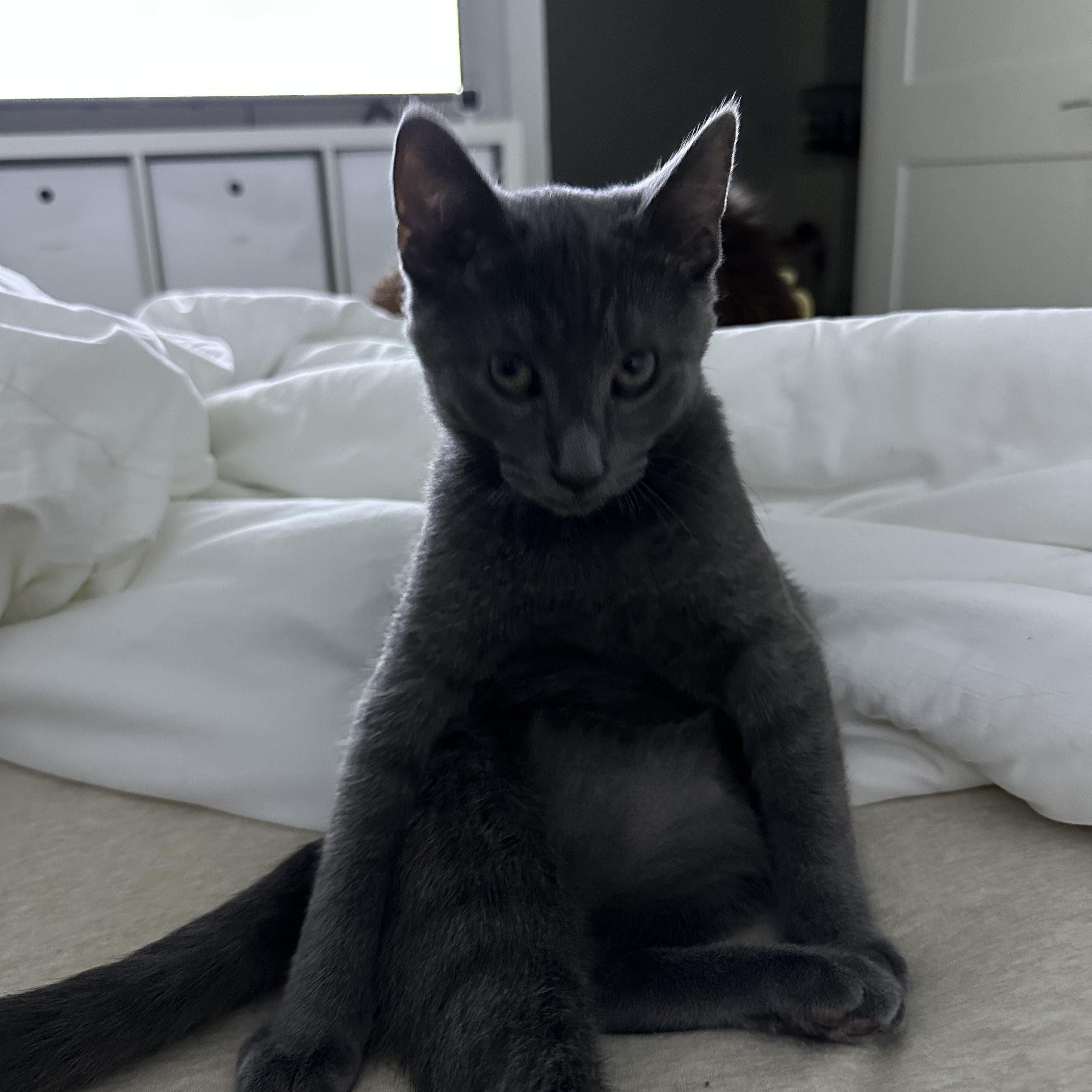 Thunder, a Adopted Domestic Short Hair in Pompton Lakes, NJ image 2/6