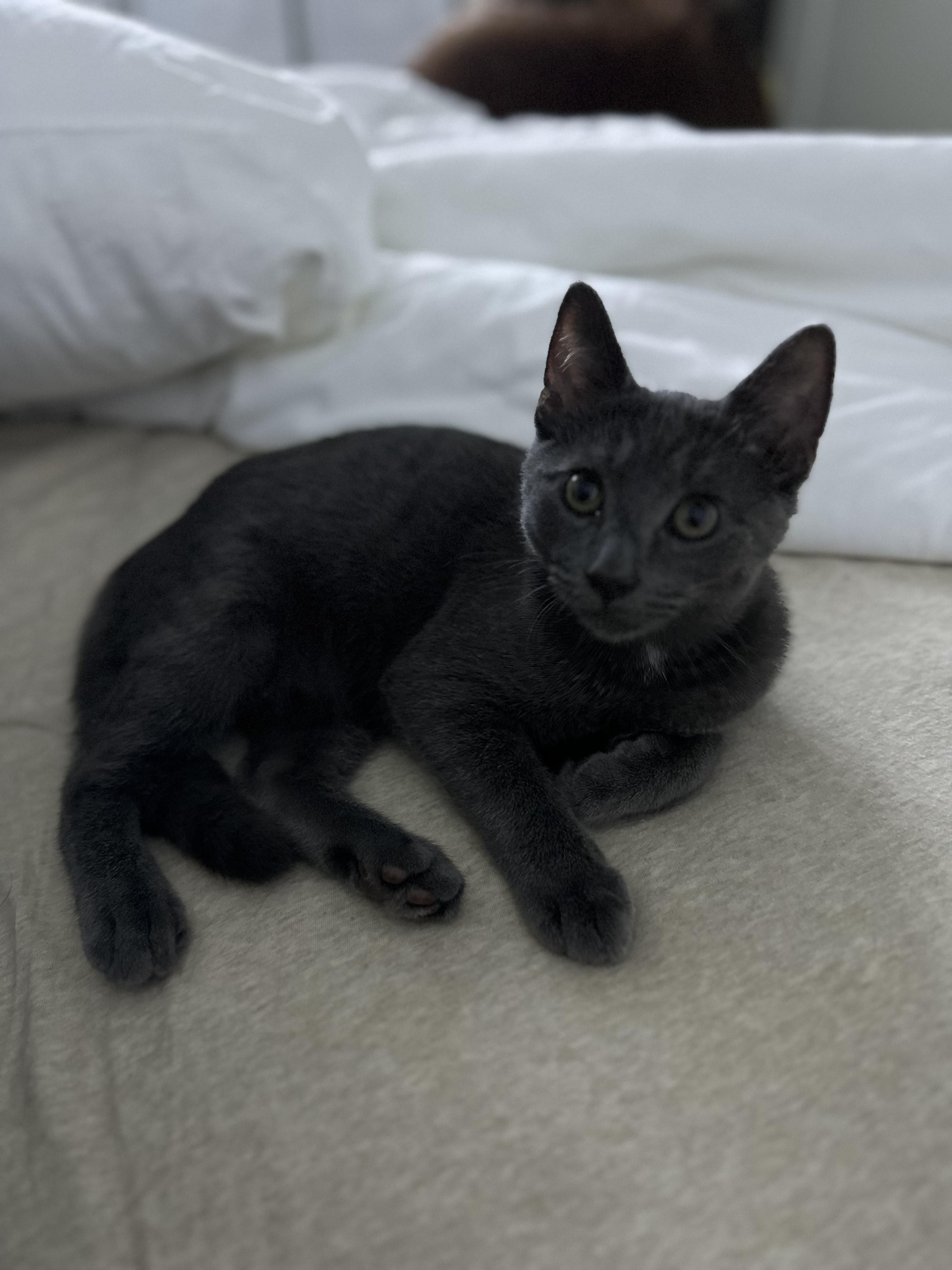 Thunder, a Adopted Domestic Short Hair in Pompton Lakes, NJ image 5/6