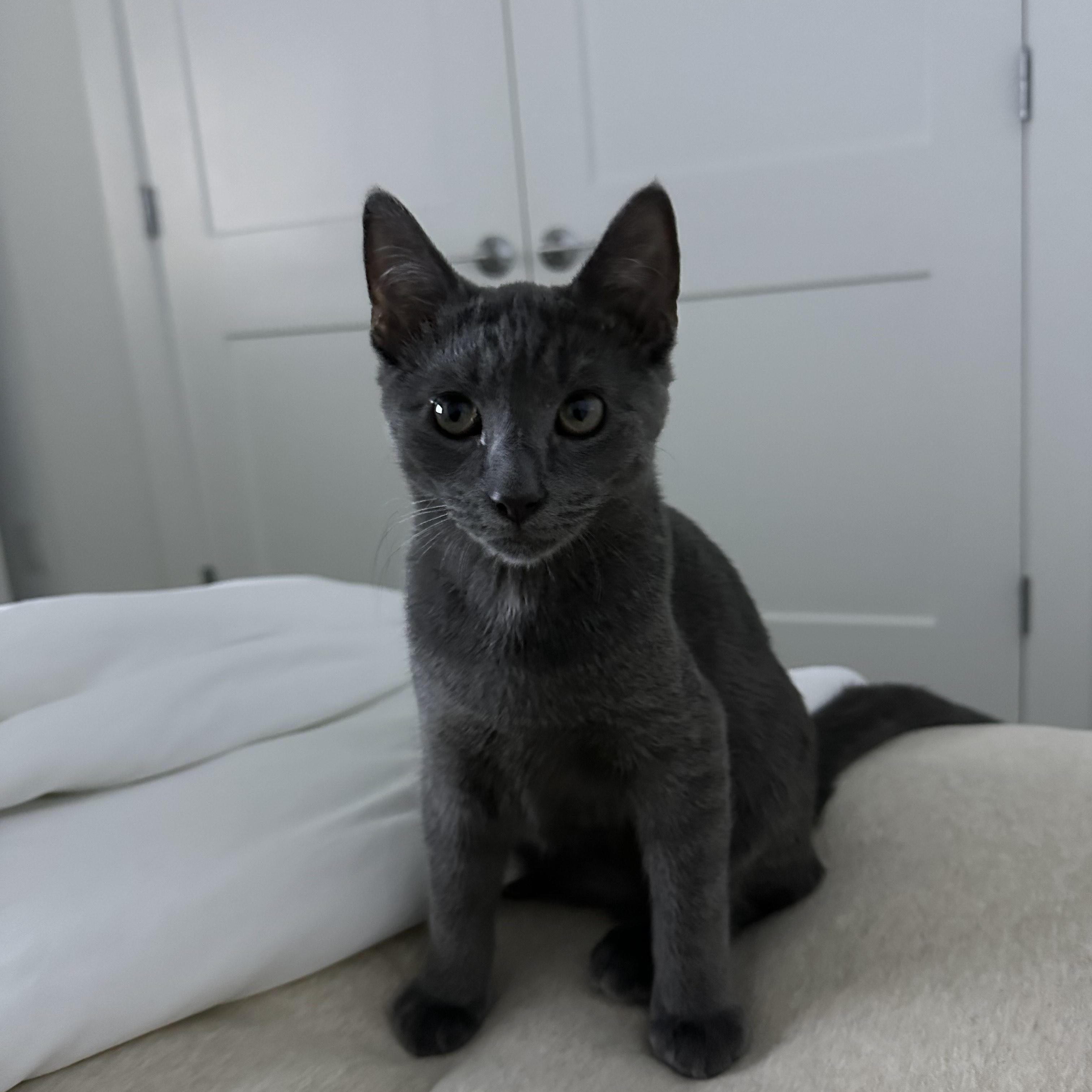 Thunder, a Adopted Domestic Short Hair in Pompton Lakes, NJ image 4/6