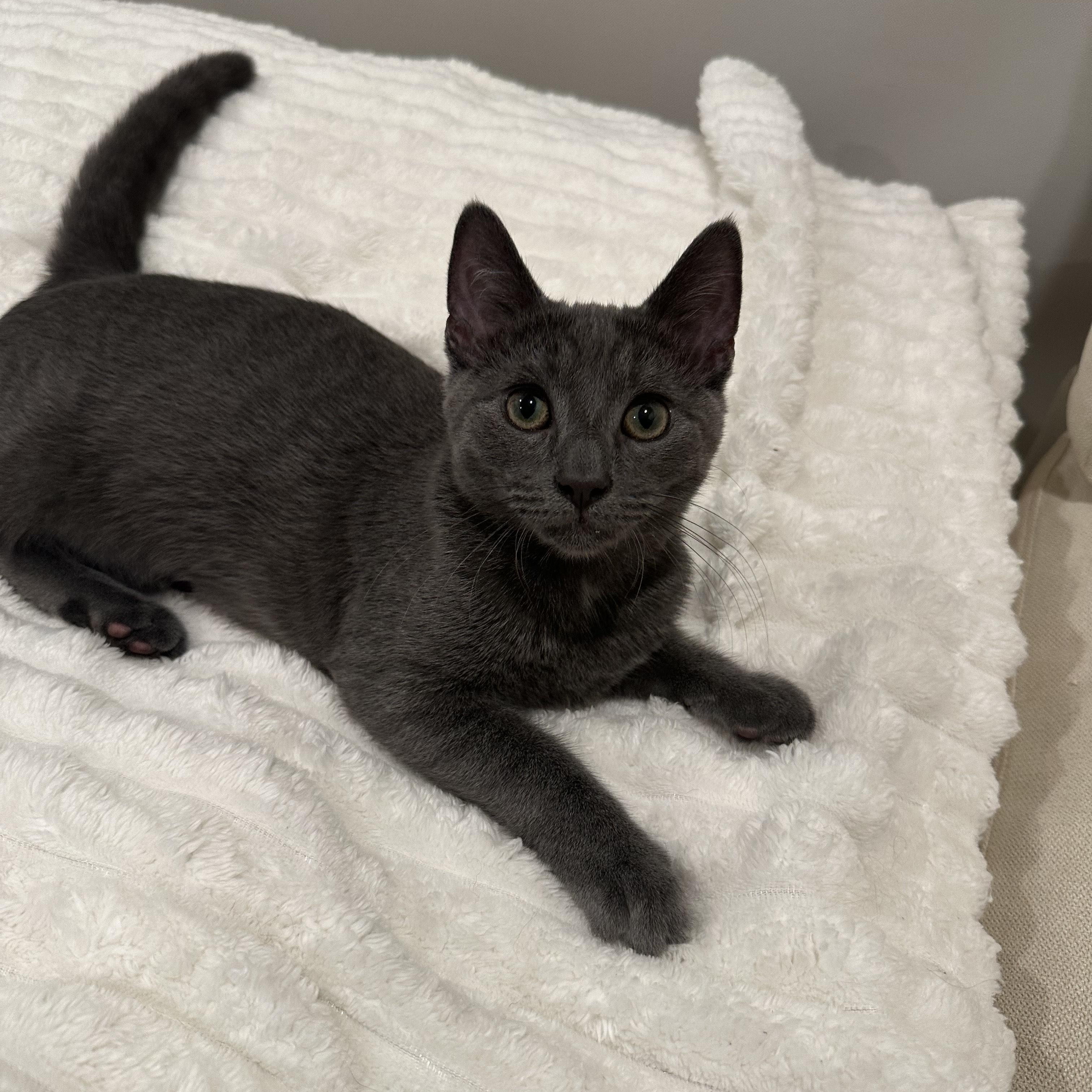 Thunder, a Adopted Domestic Short Hair in Pompton Lakes, NJ image 3/6