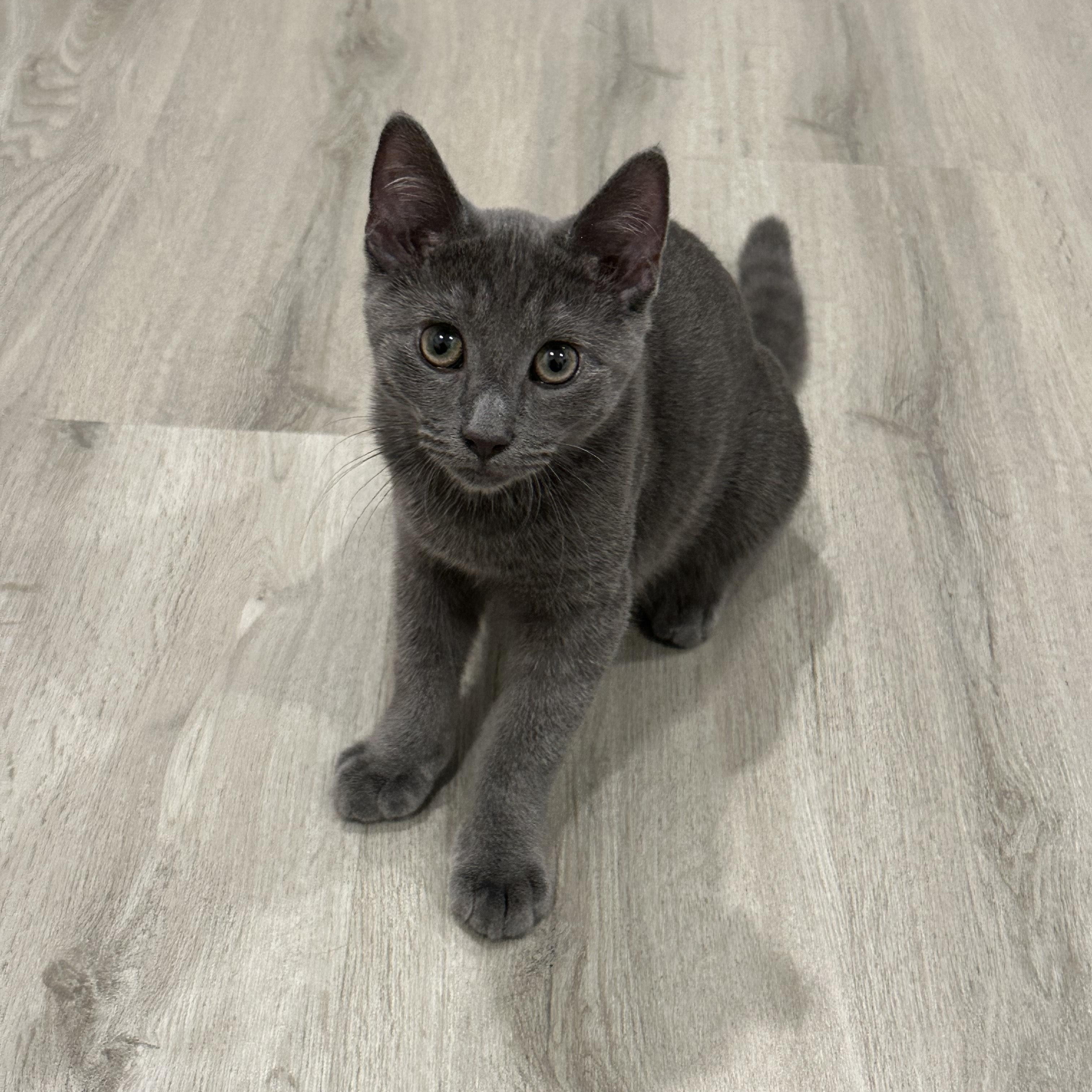 Thunder, Adopted, Kitten Male Domestic Short Hair.