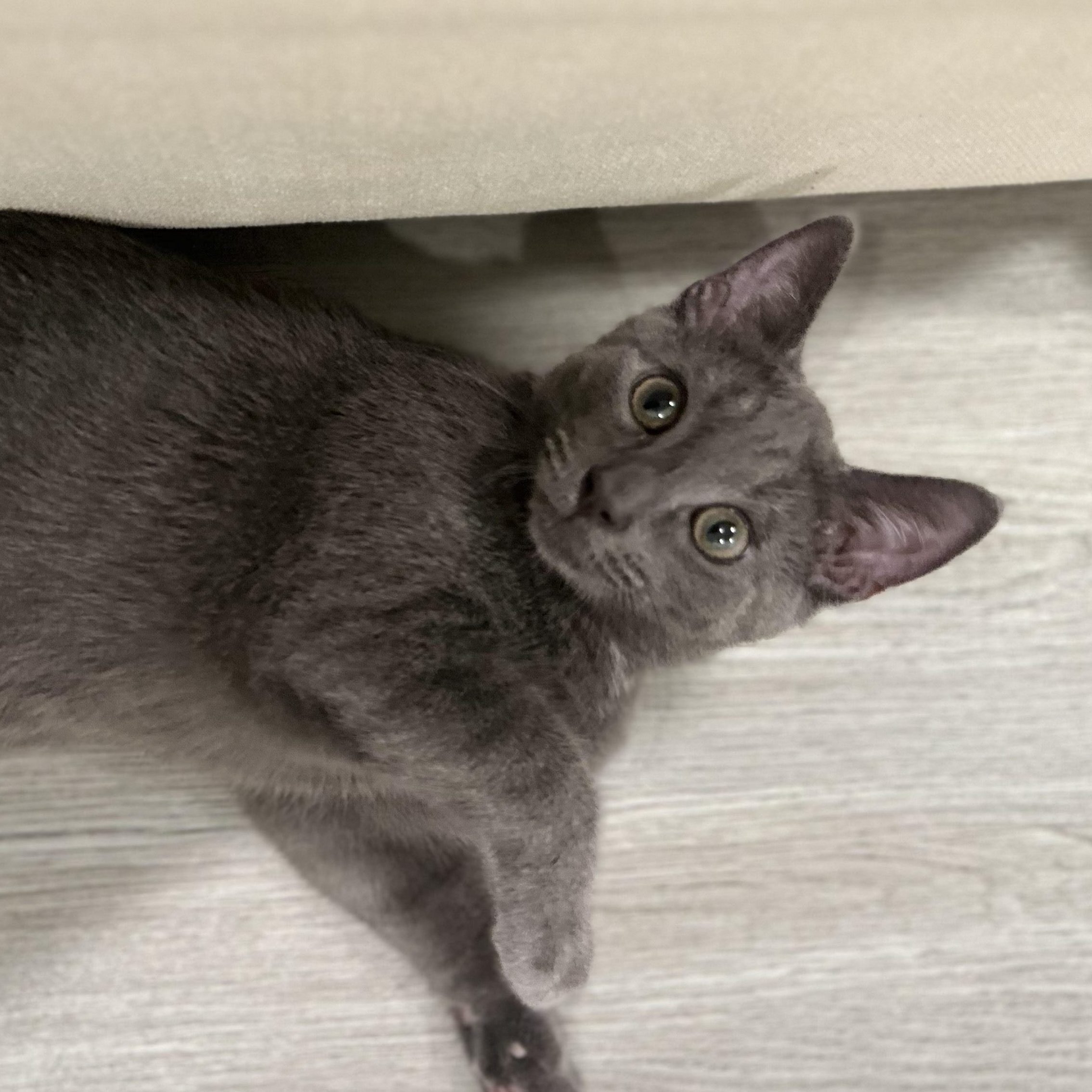 Thunder, a Adopted Domestic Short Hair in Pompton Lakes, NJ image 6/6