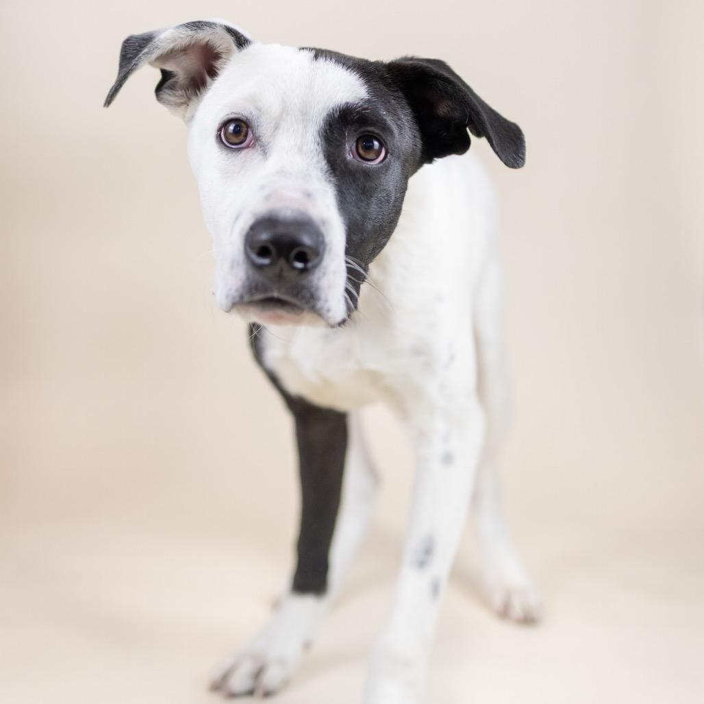 Monty, Adoptable, Young Male Mixed Breed.