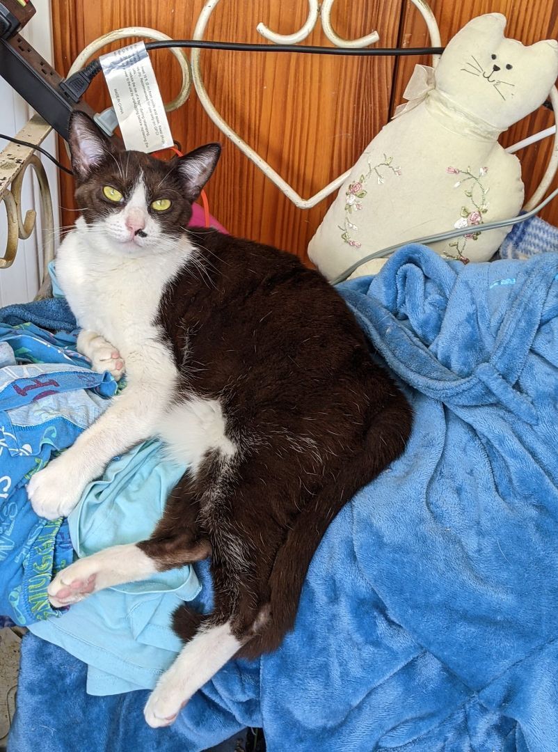 Enlarge China, a Adoptable Exotic Shorthair in Cottonwood, CA image 1/9
