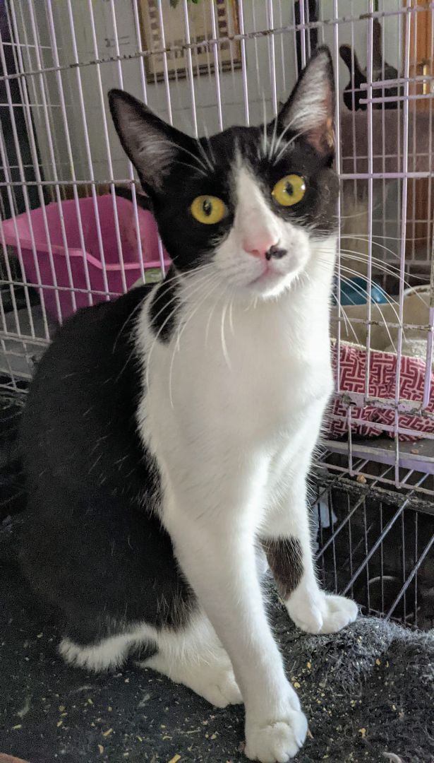 Enlarge China, a Adoptable Exotic Shorthair in Cottonwood, CA image 2/9