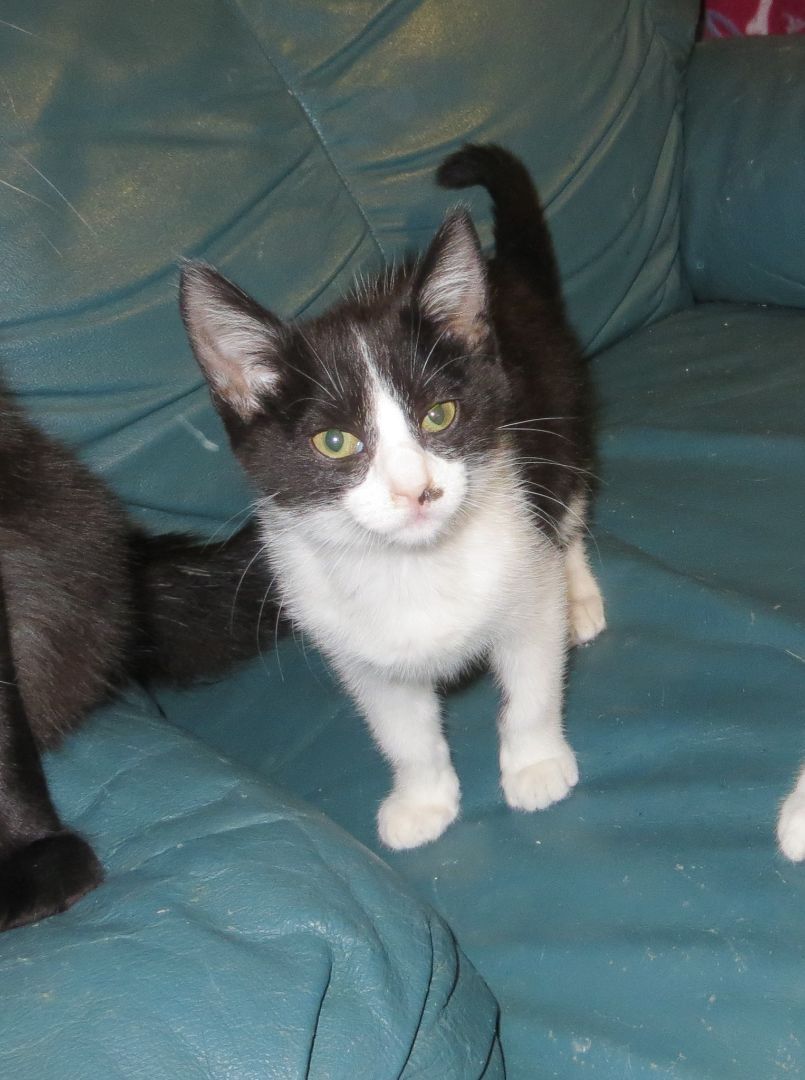 Enlarge China, a Adoptable Exotic Shorthair in Cottonwood, CA image 3/9