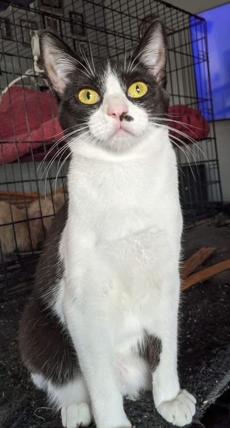 Enlarge China, a Adoptable Exotic Shorthair in Cottonwood, CA image 4/9