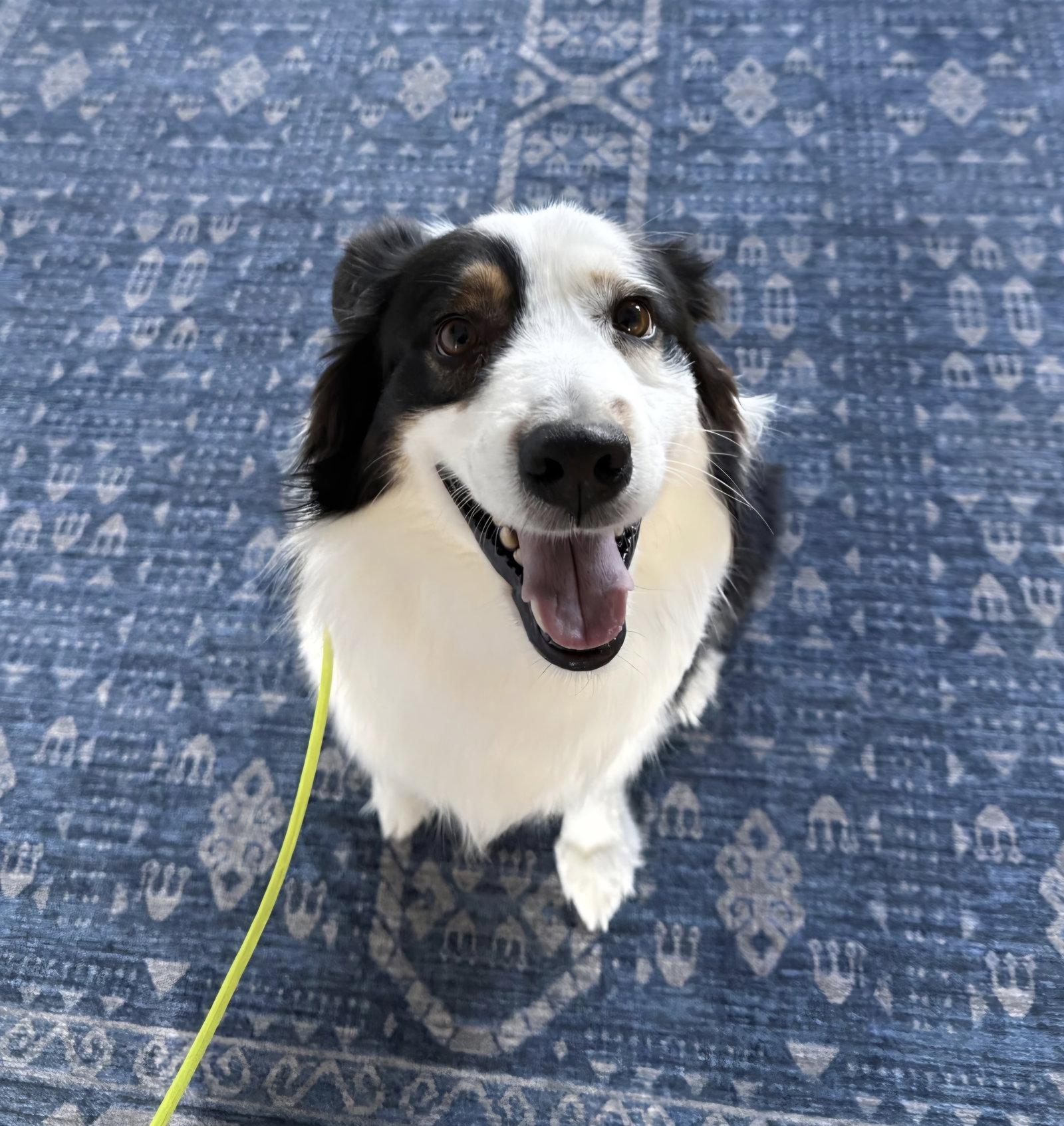 Luka (courtesy listing), a Adopted Australian Shepherd in Thomasville, NC image 1/3