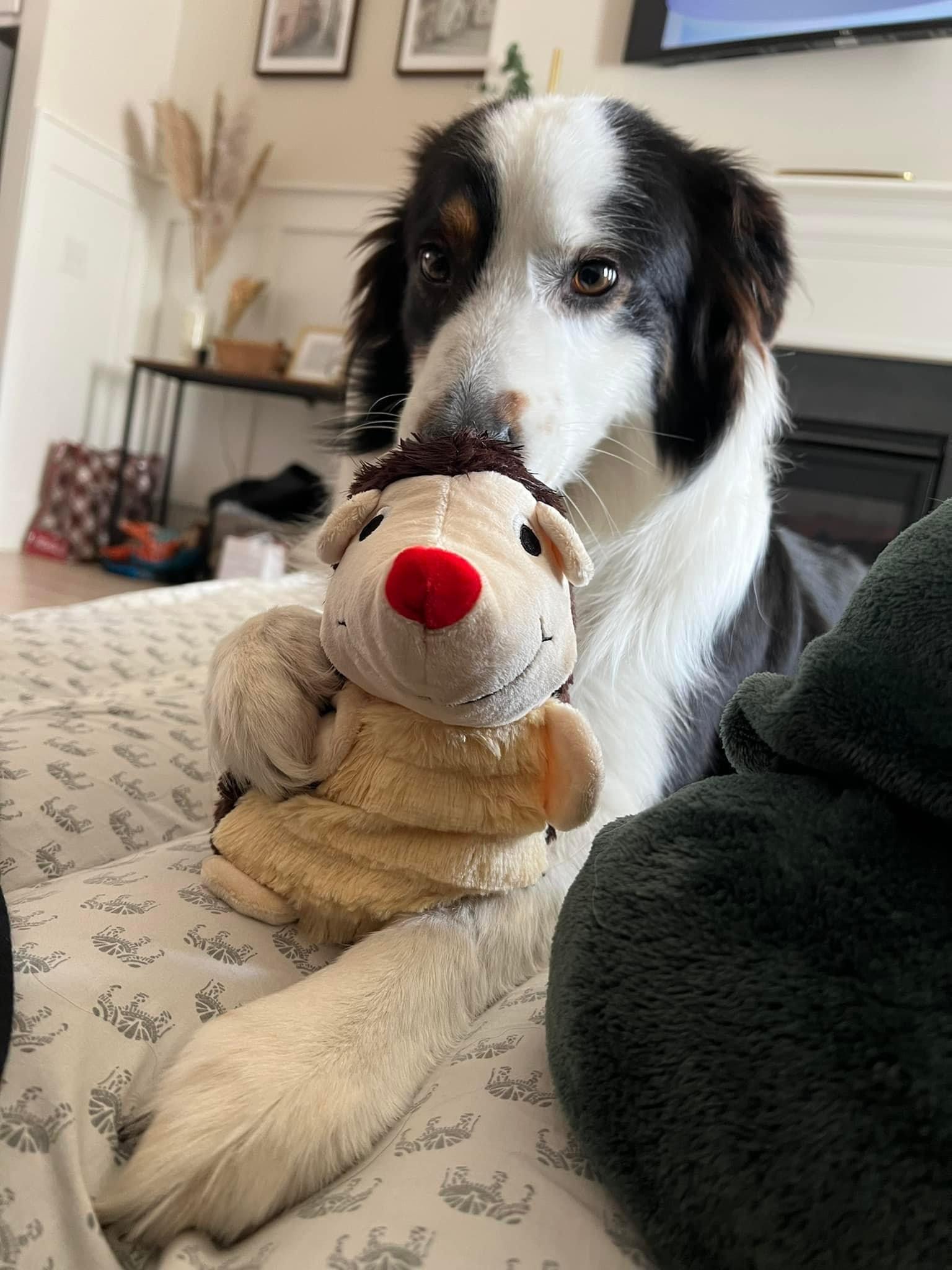 Luka (courtesy listing), a Adopted Australian Shepherd in Thomasville, NC image 2/3