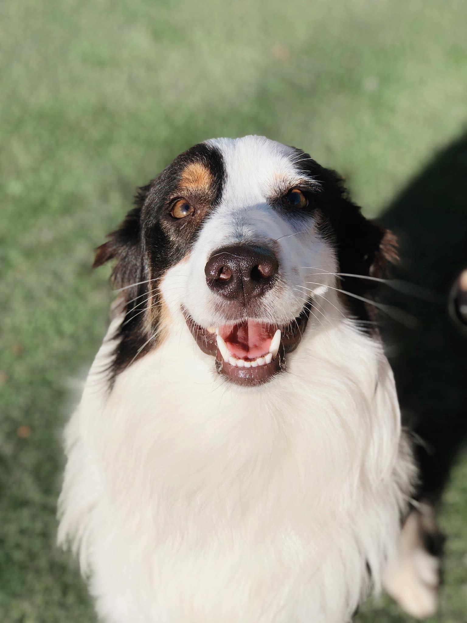 Luka (courtesy listing), a Adopted Australian Shepherd in Thomasville, NC image 3/3
