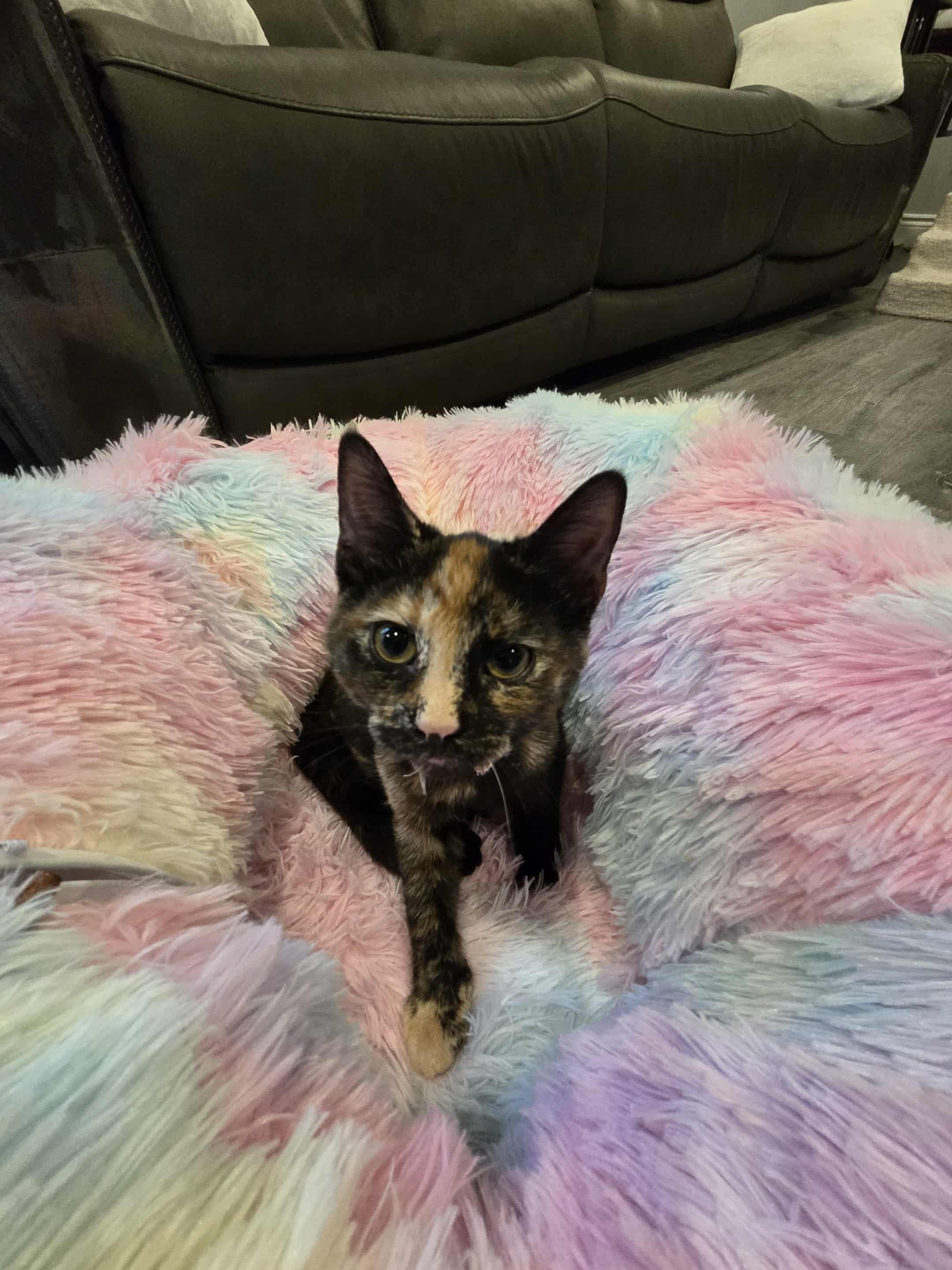 Poppy, adopted, Kitten Female Domestic Short Hair.