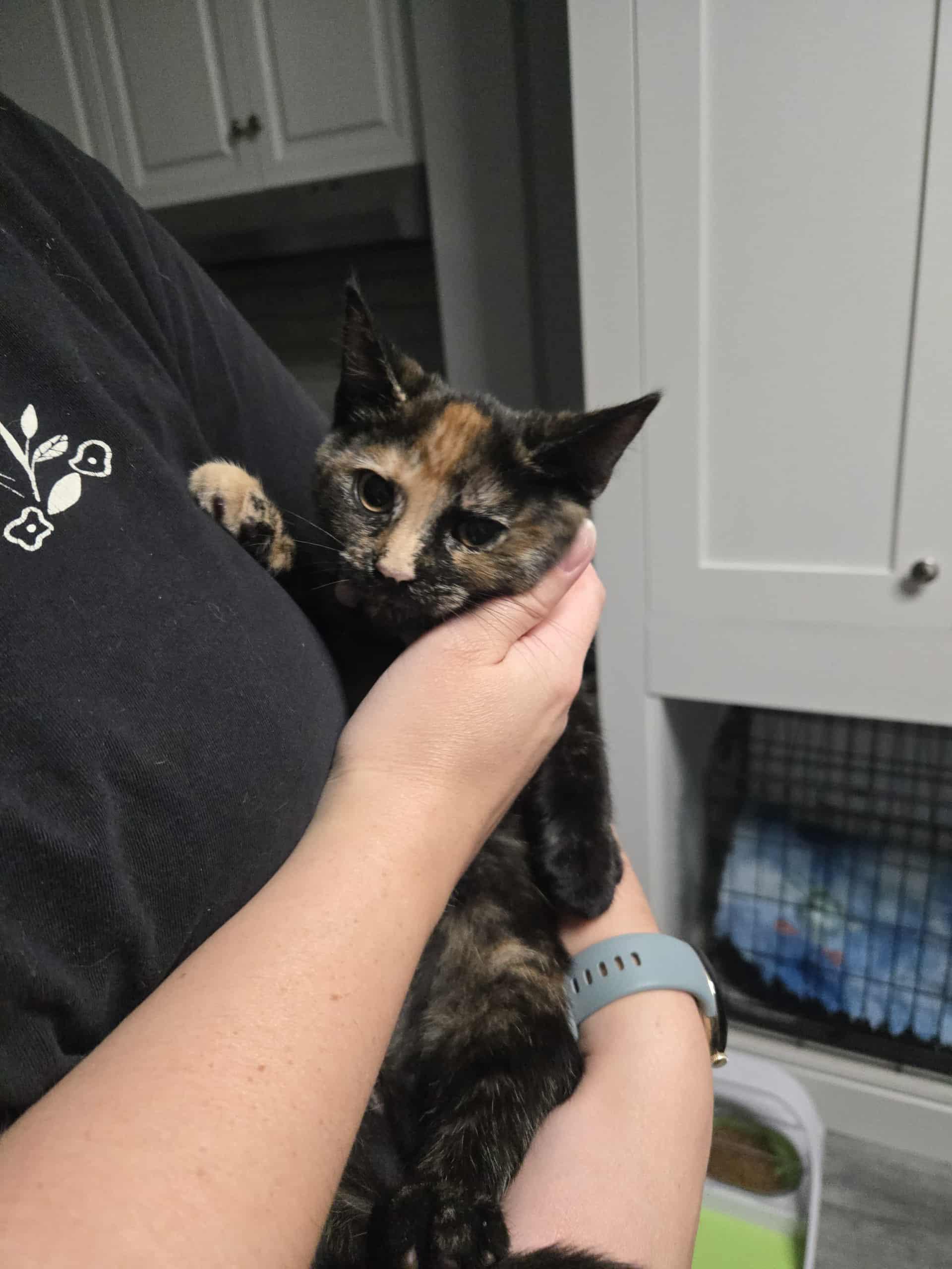 Enlarge Poppy, a Adoptable Domestic Short Hair in Stratford, ON image 2/5