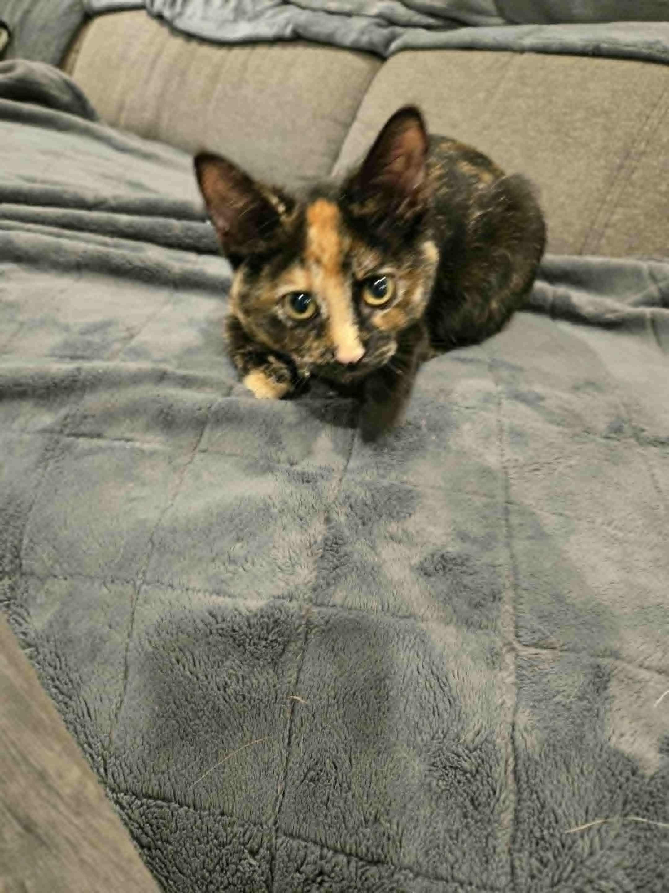 Enlarge Poppy, a Adoptable Domestic Short Hair in Stratford, ON image 3/5