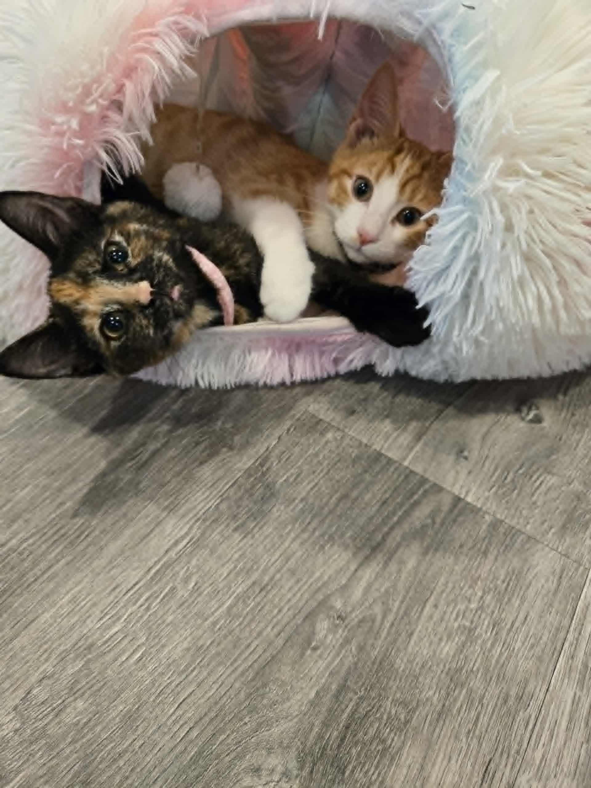 Enlarge Poppy, a Adoptable Domestic Short Hair in Stratford, ON image 4/5