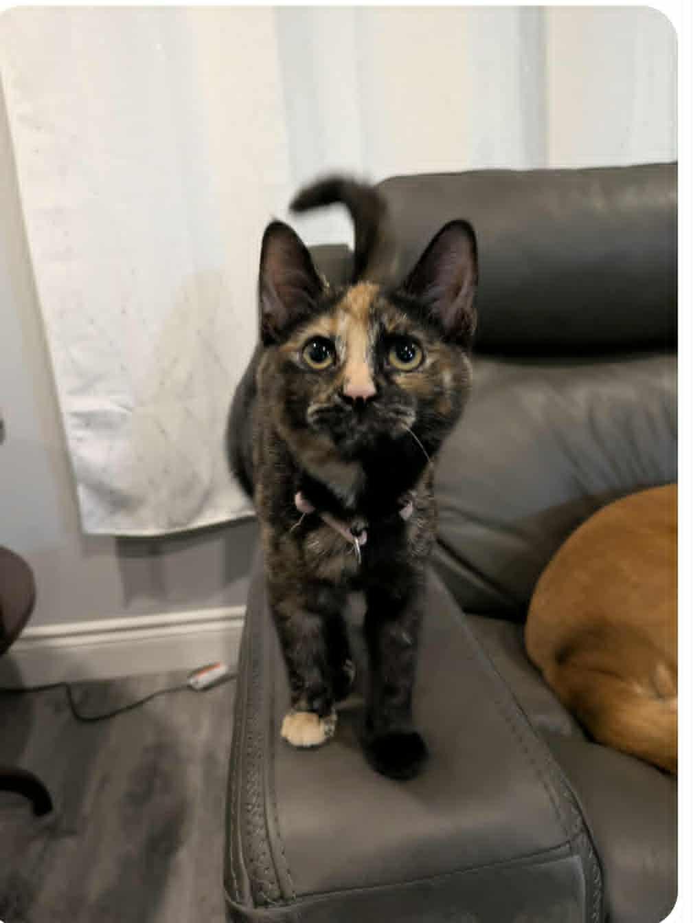 Enlarge Poppy, a Adoptable Domestic Short Hair in Stratford, ON image 5/5