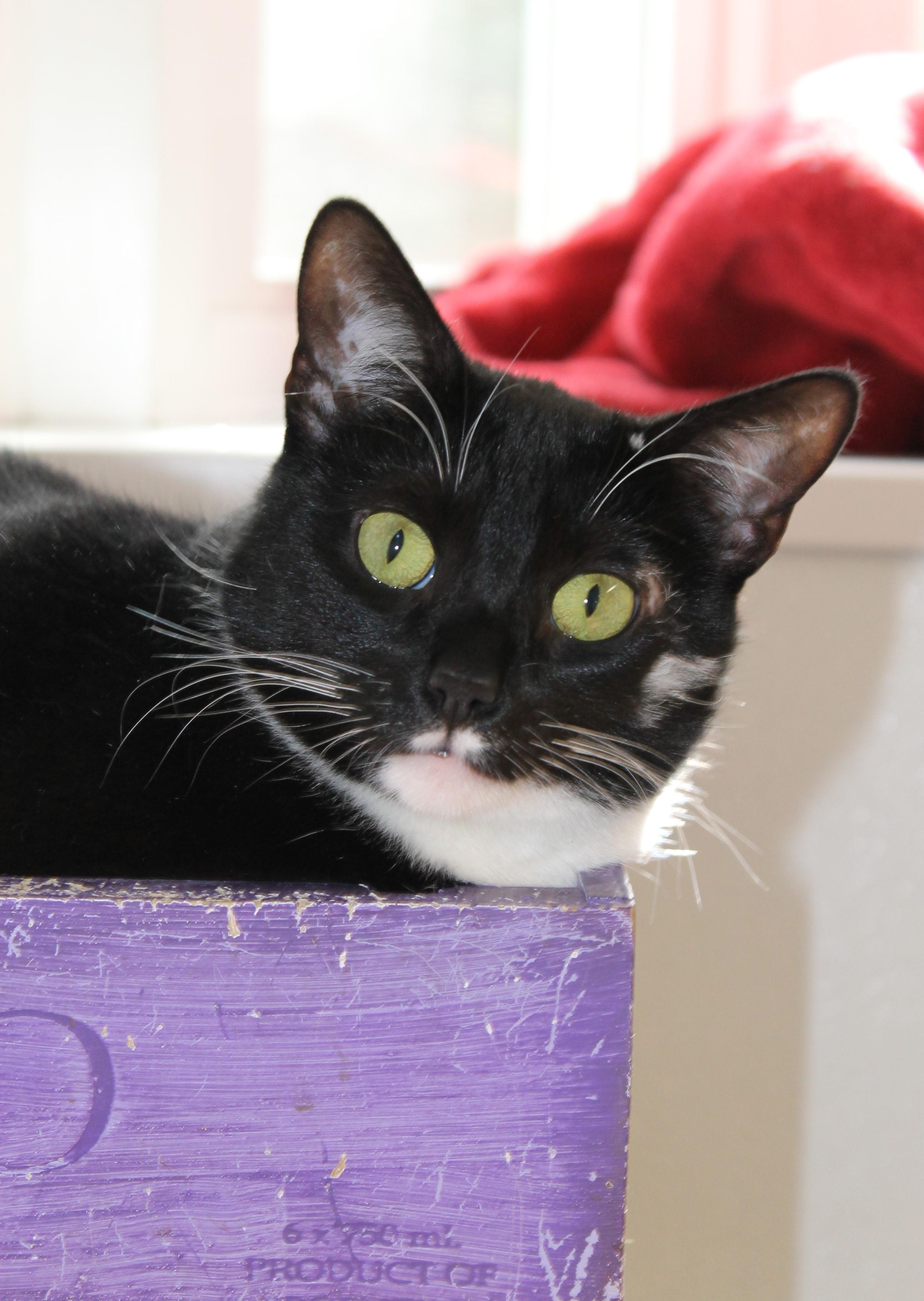 Maya, Adoptable, Young Female Domestic Short Hair.