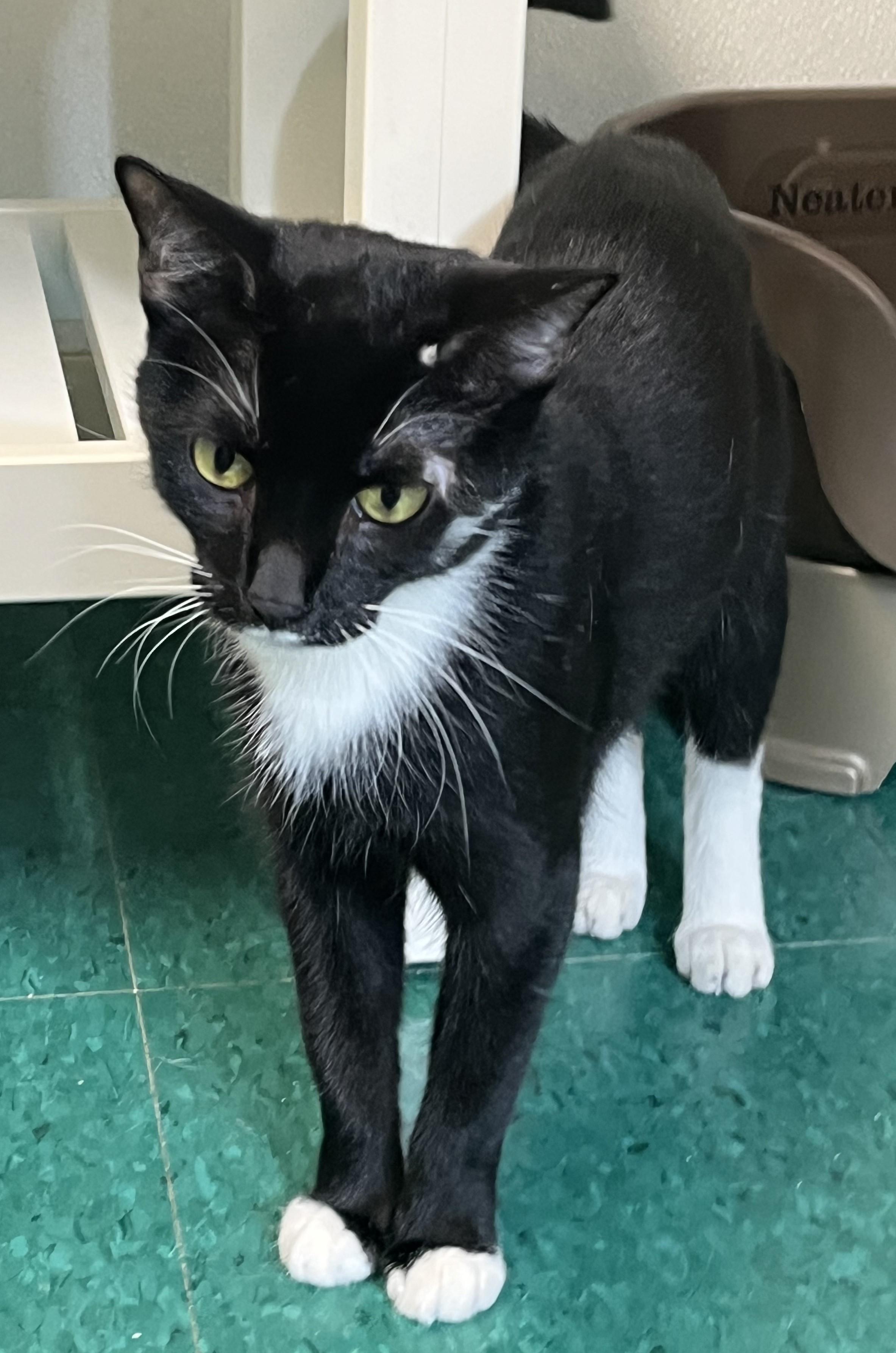 Enlarge Maya, a Adoptable Domestic Short Hair in Harrison, NY image 4/5