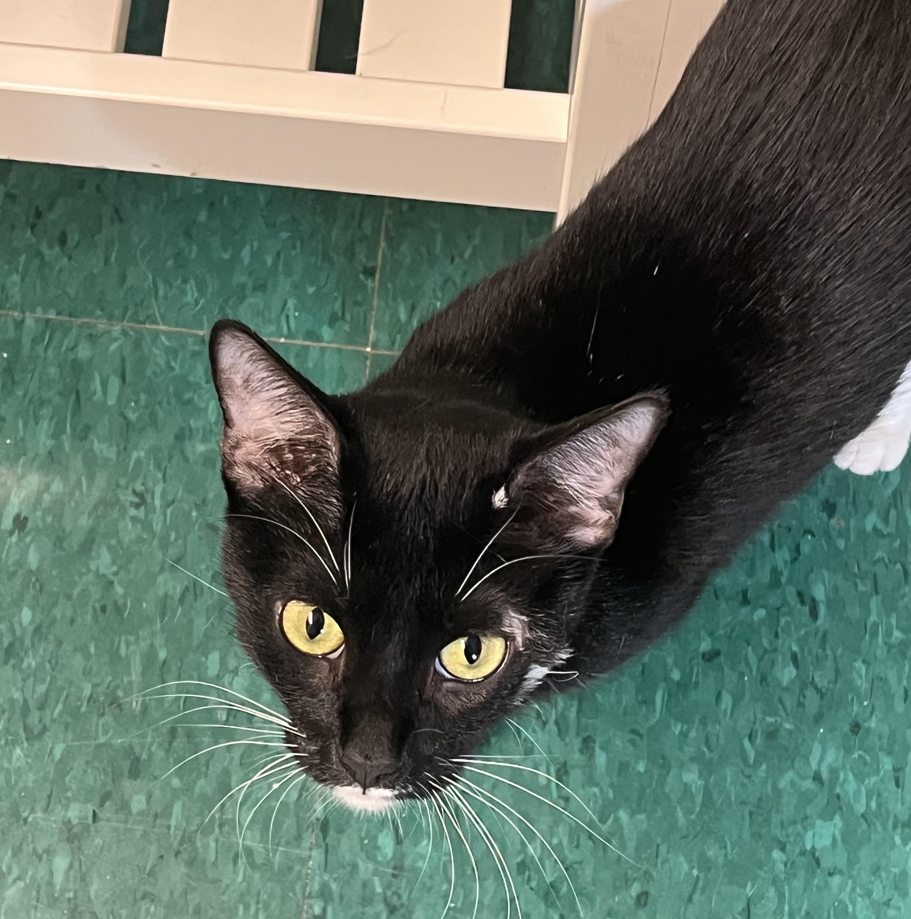 Enlarge Maya, a Adoptable Domestic Short Hair in Harrison, NY image 3/5