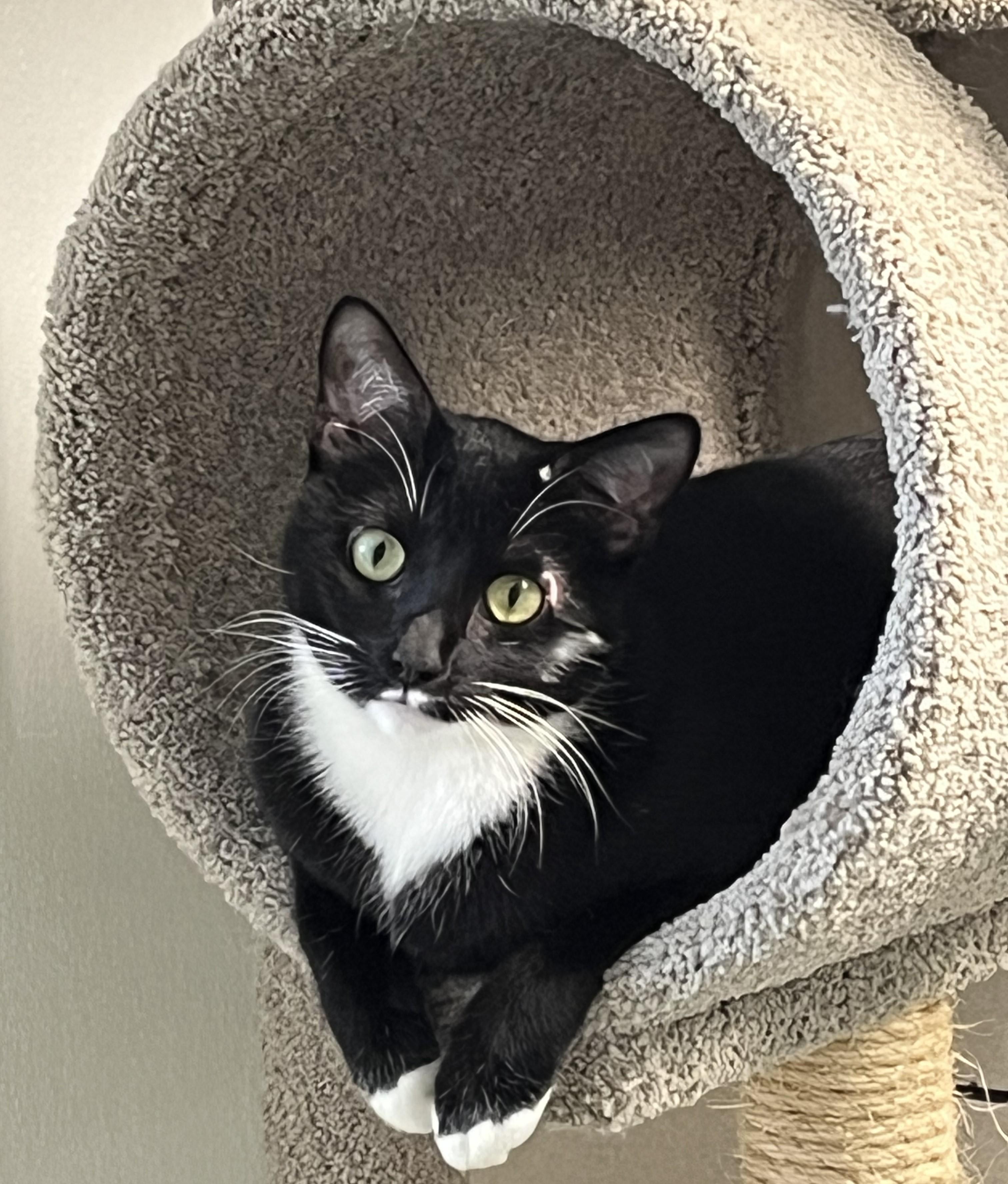 Enlarge Maya, a Adoptable Domestic Short Hair in Harrison, NY image 1/5