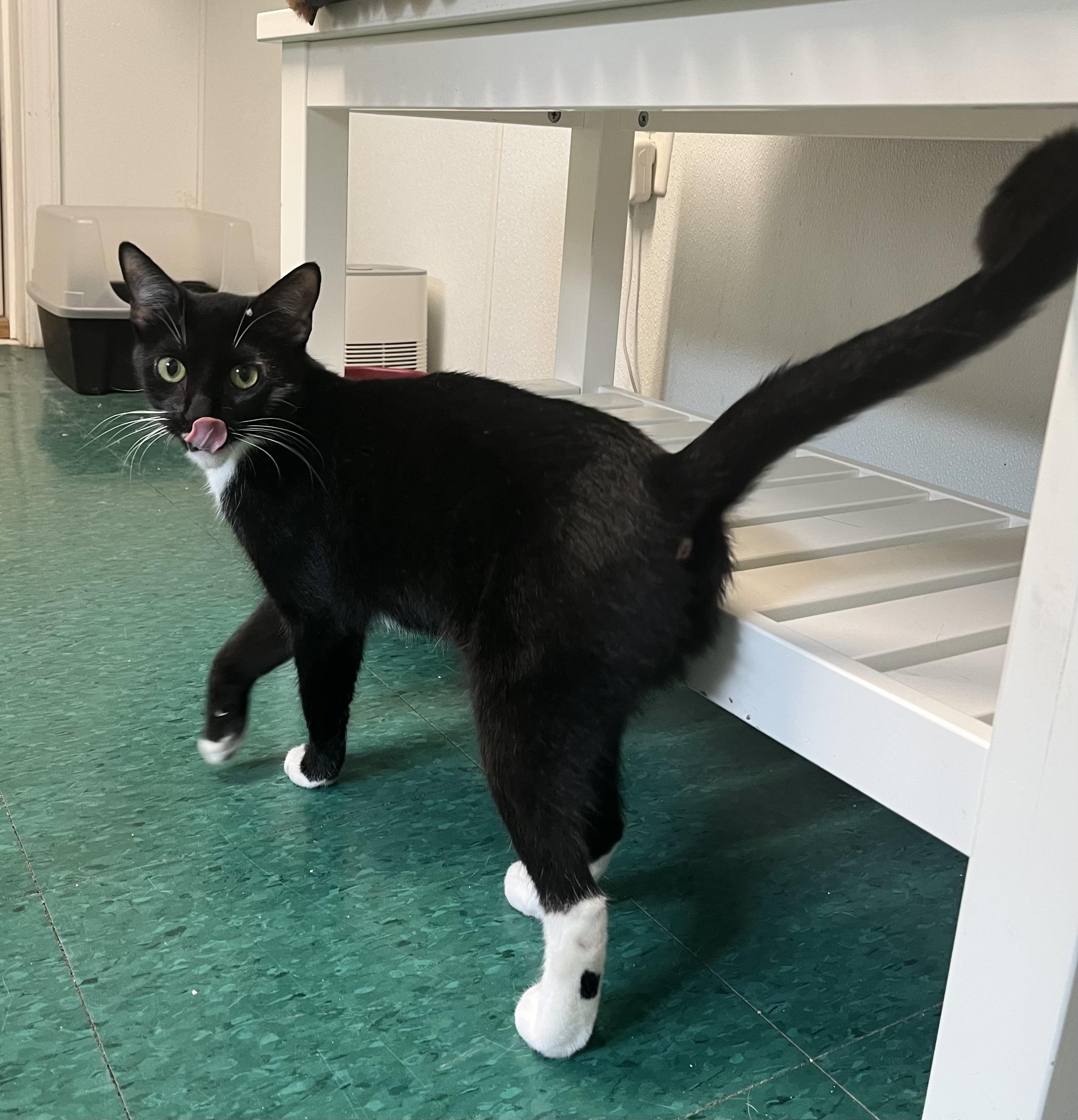 Enlarge Maya, a Adoptable Domestic Short Hair in Harrison, NY image 5/5